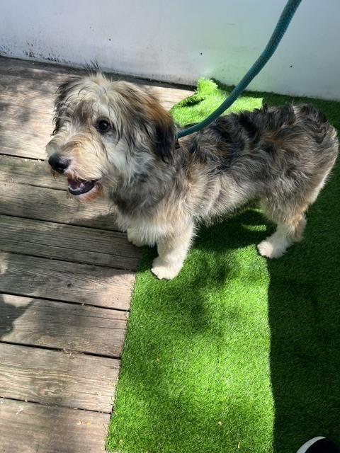 Matias, a Adoptable mixed breed in North Reading, MA image 2/5