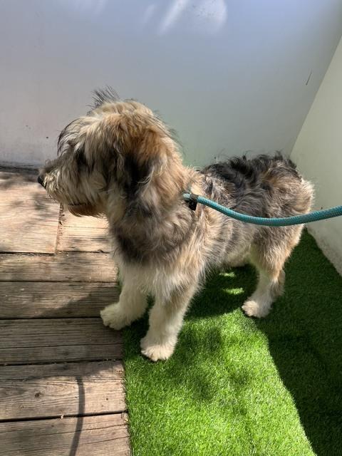 Matias, a Adoptable mixed breed in North Reading, MA image 3/5