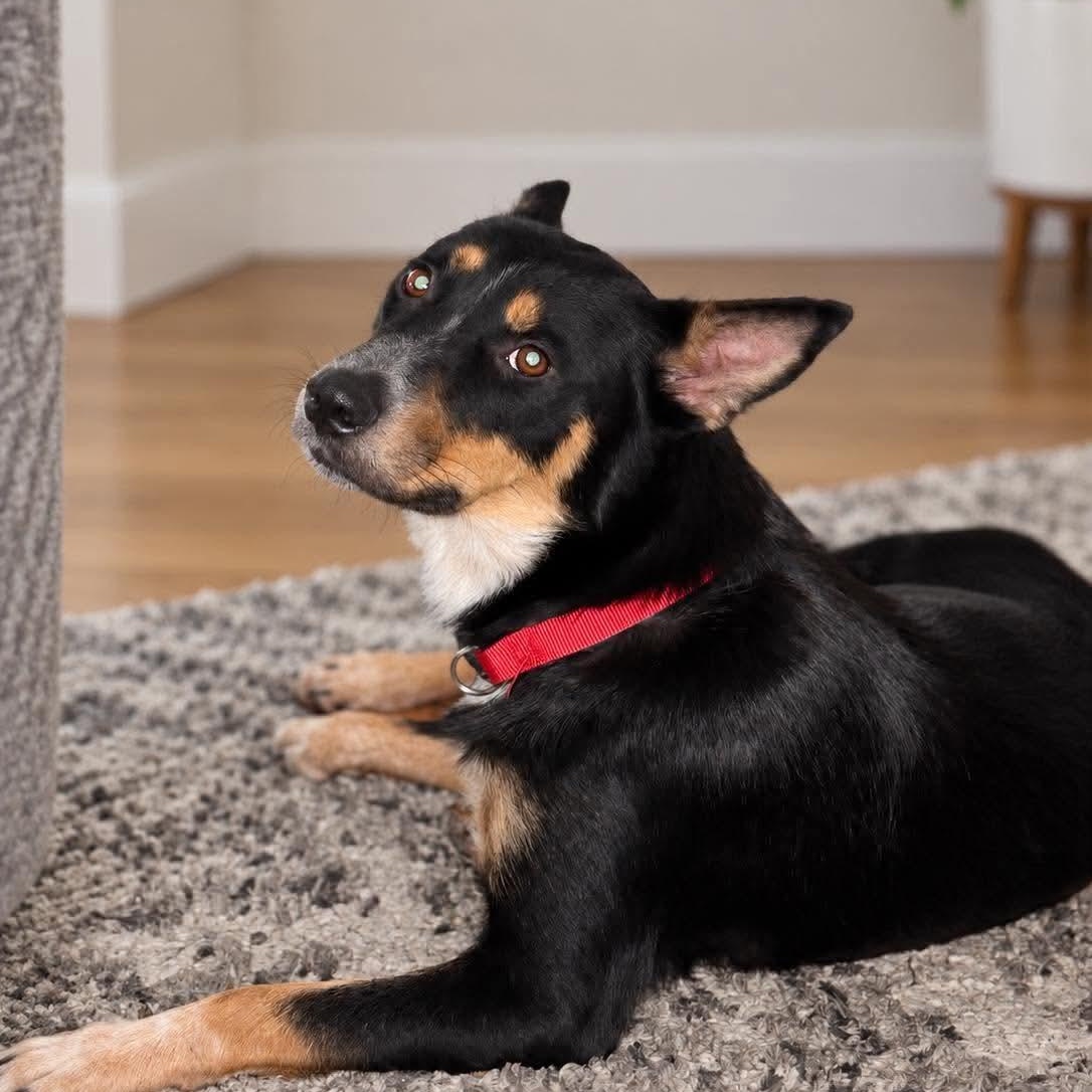 Enlarge Demi, a Adoptable mixed breed in Lodi, CA image 1/1