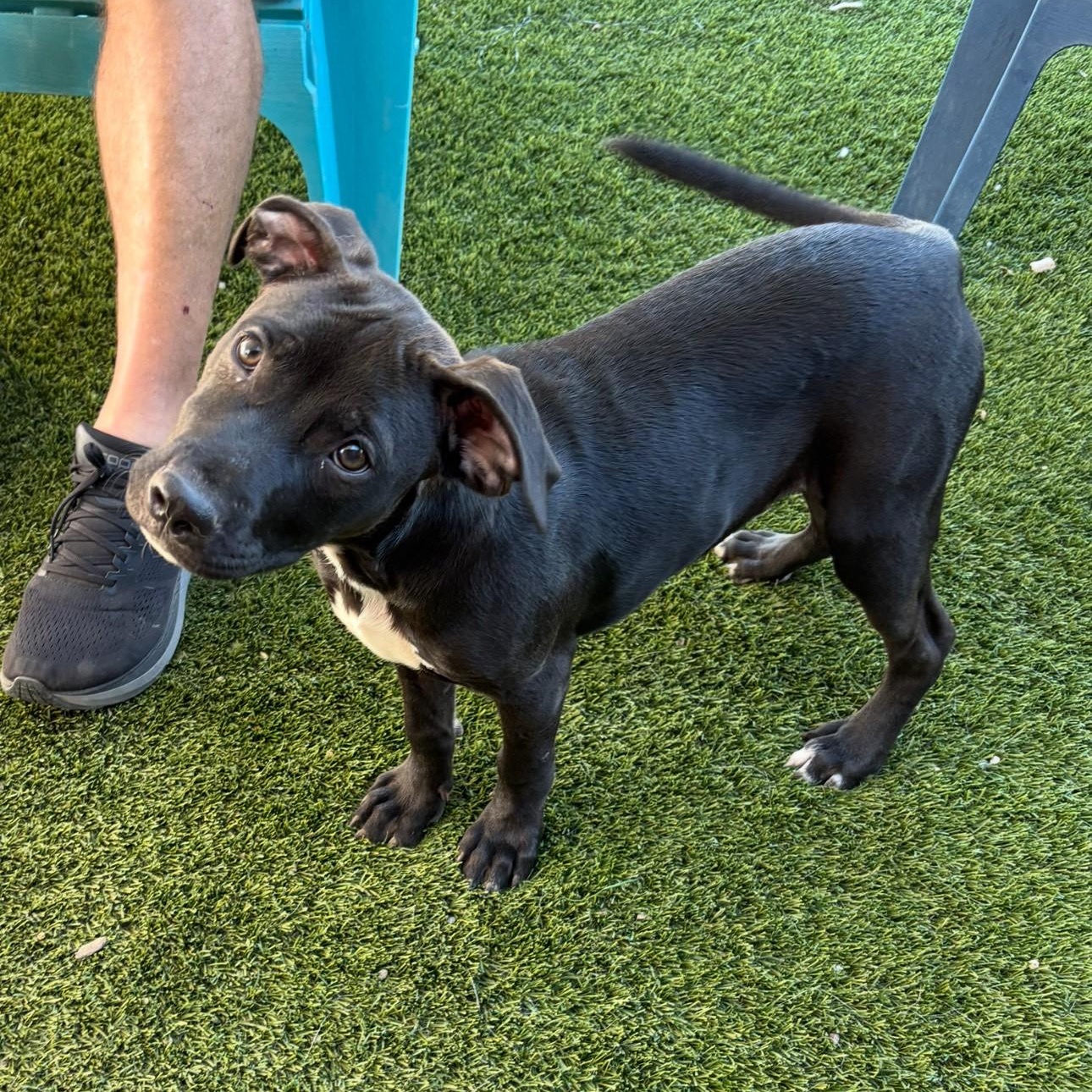 Magnus, Adoptable, Puppy Male Golden Retriever & American Staffordshire Terrier.