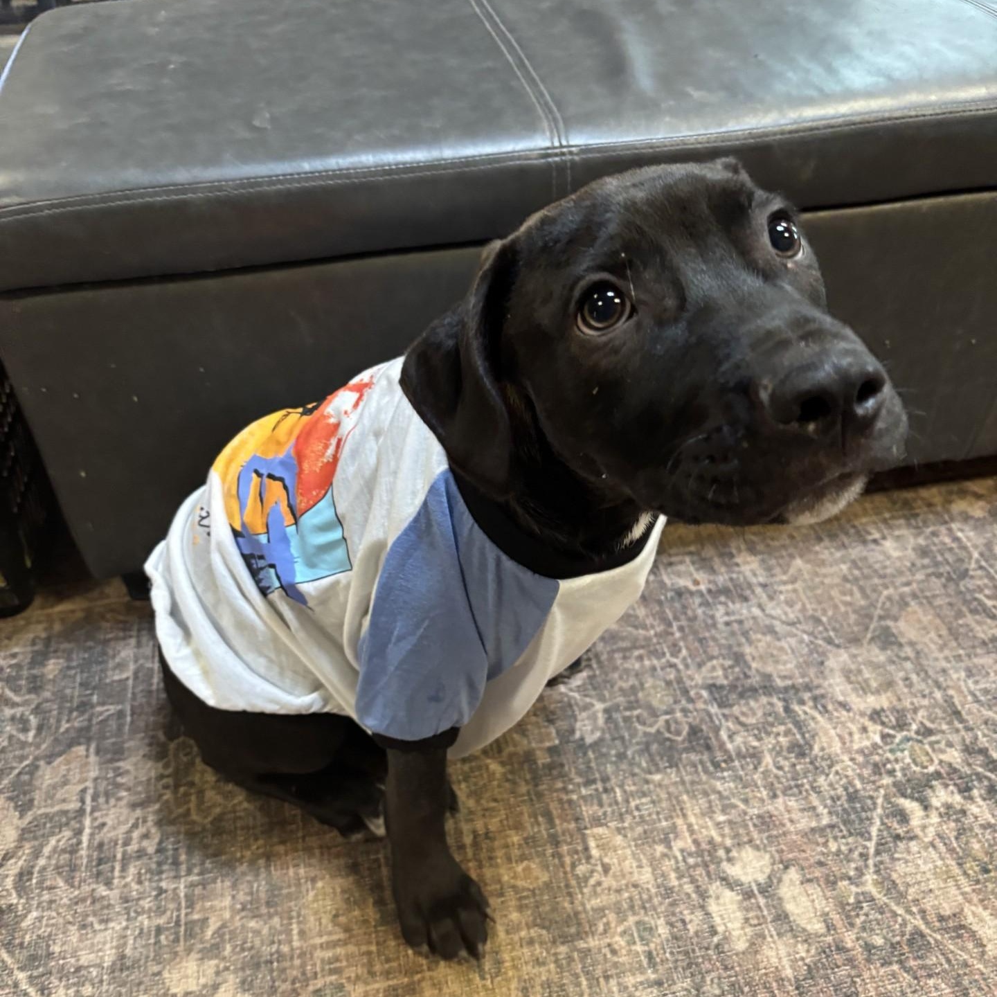 Enlarge Magnus, a Adoptable mixed breed in Gilbert, AZ image 1/3