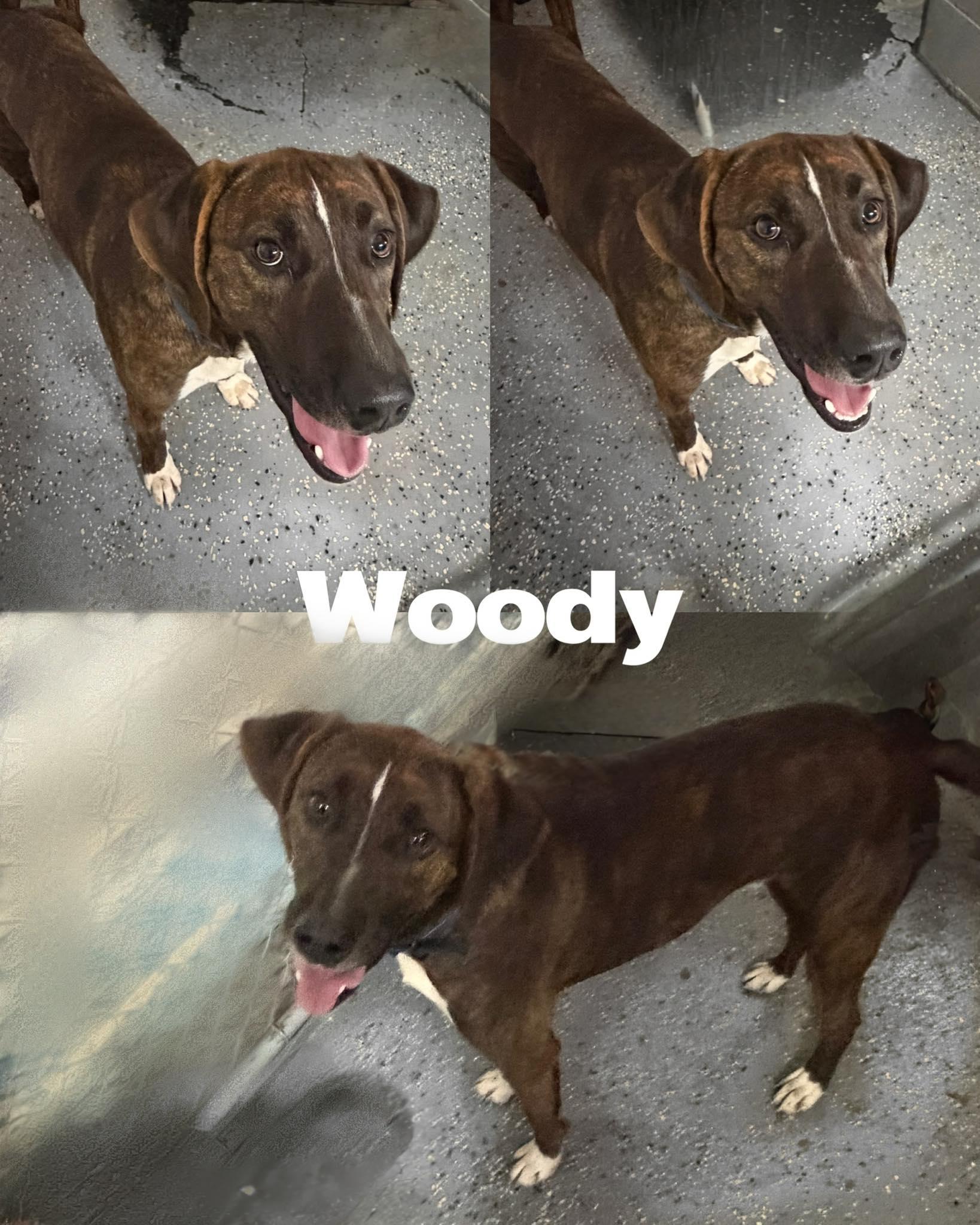 Woody, ADOPTABLE, Adult Male Great Dane & Hound.