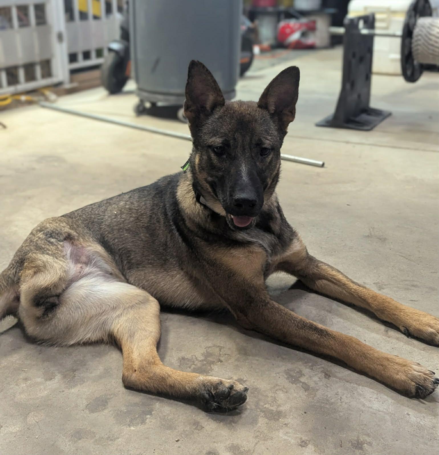 Enlarge Ellie the tri-pawed Shepherd!, a Adoptable mixed breed in Muskego, WI image 1/5