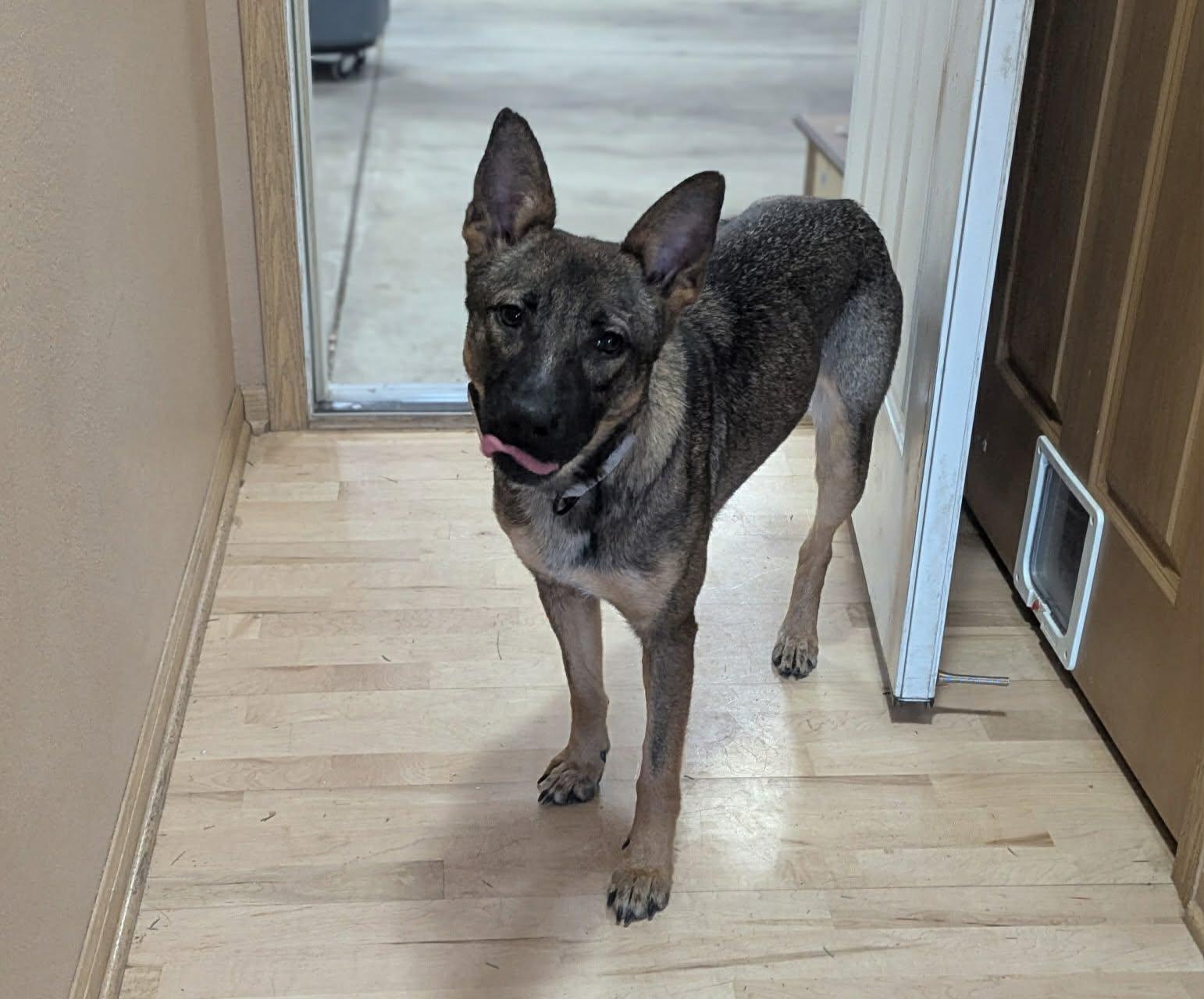 Enlarge Ellie the tri-pawed Shepherd!, a Adoptable mixed breed in Muskego, WI image 2/5