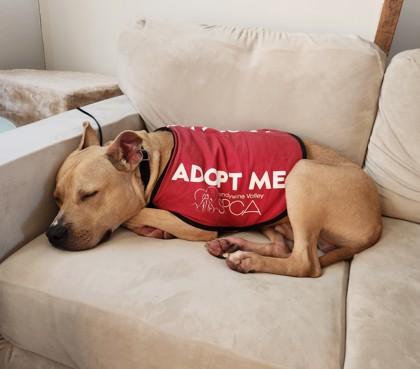 Cody — thumbnail 2