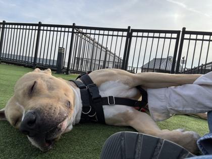 Cody — thumbnail 3