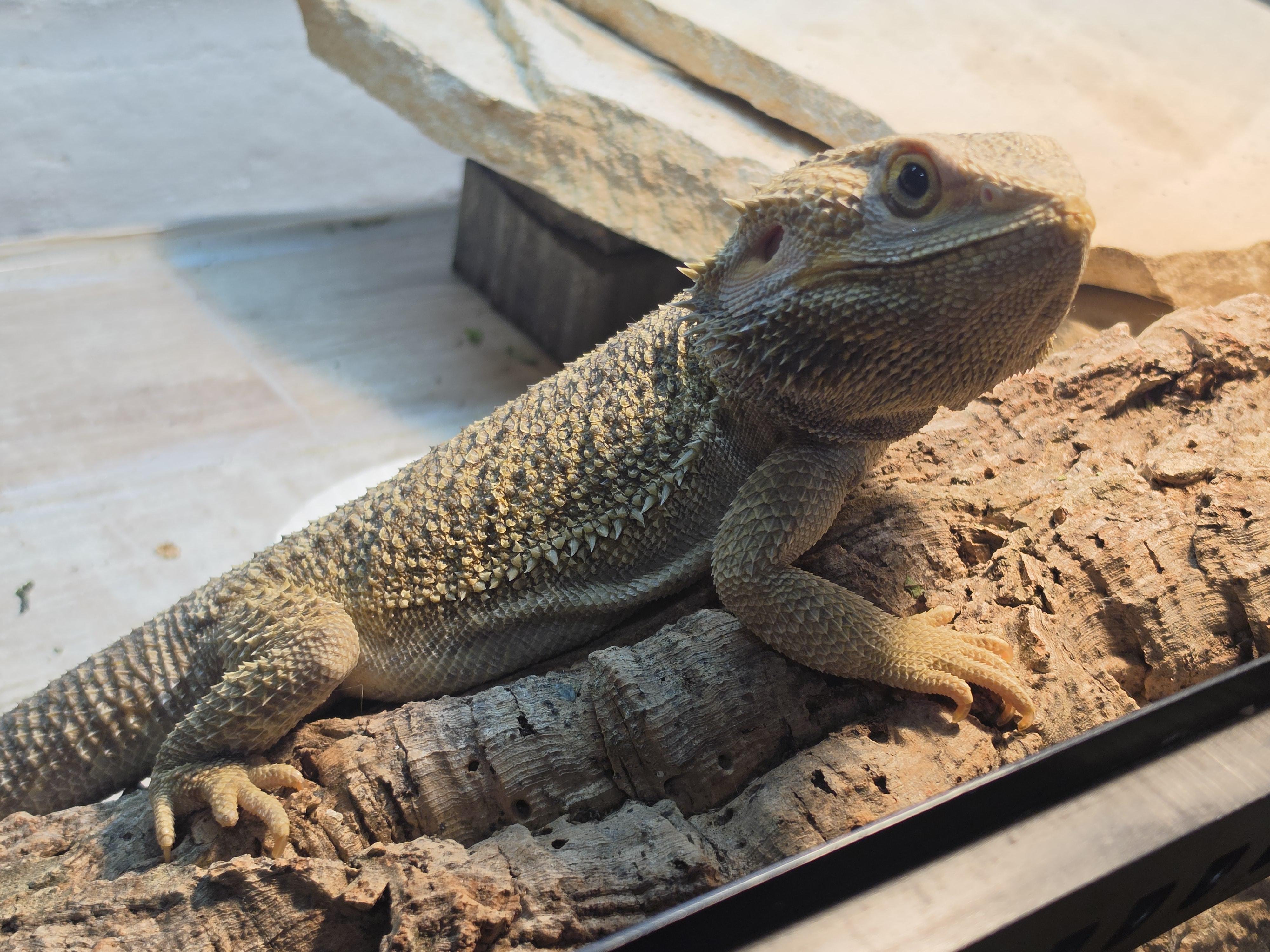 Enlarge Draco, a Adoptable Bearded Dragon in Tucson, AZ image 2/2