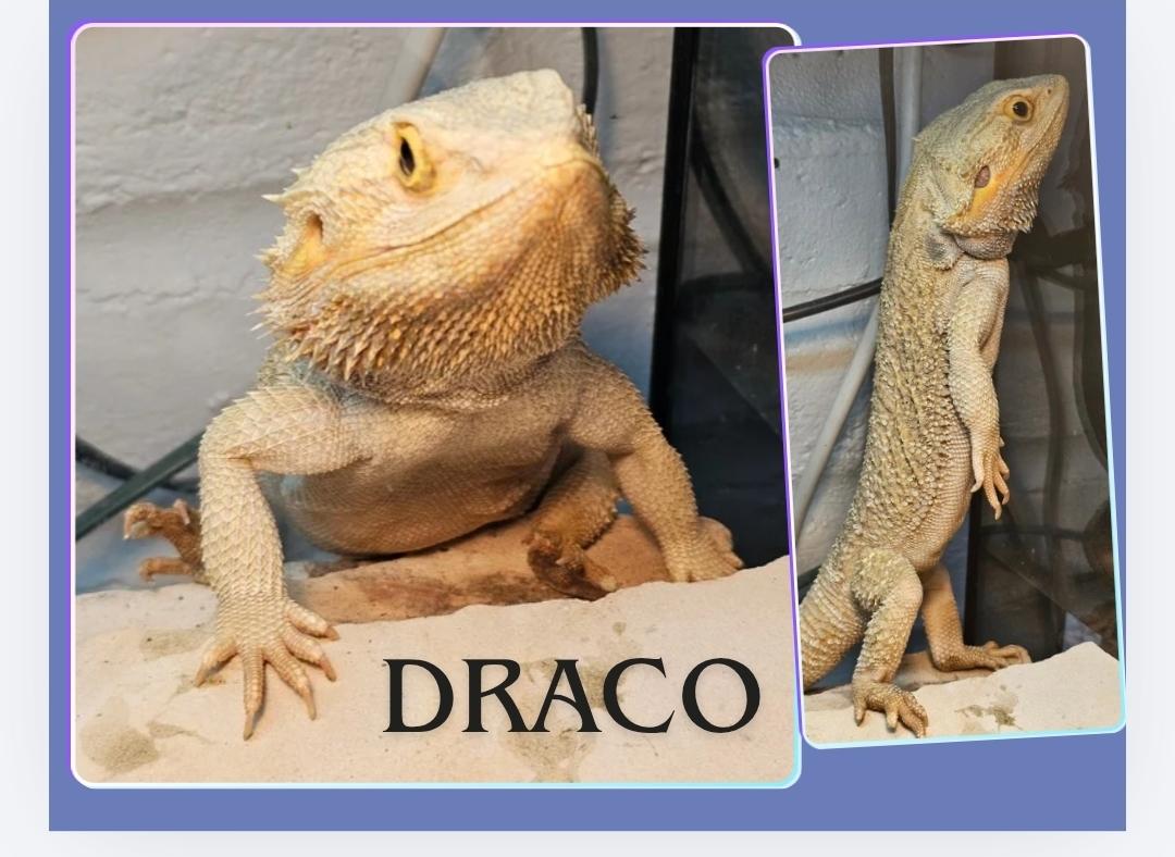 Enlarge Draco, a Adoptable Bearded Dragon in Tucson, AZ image 1/2