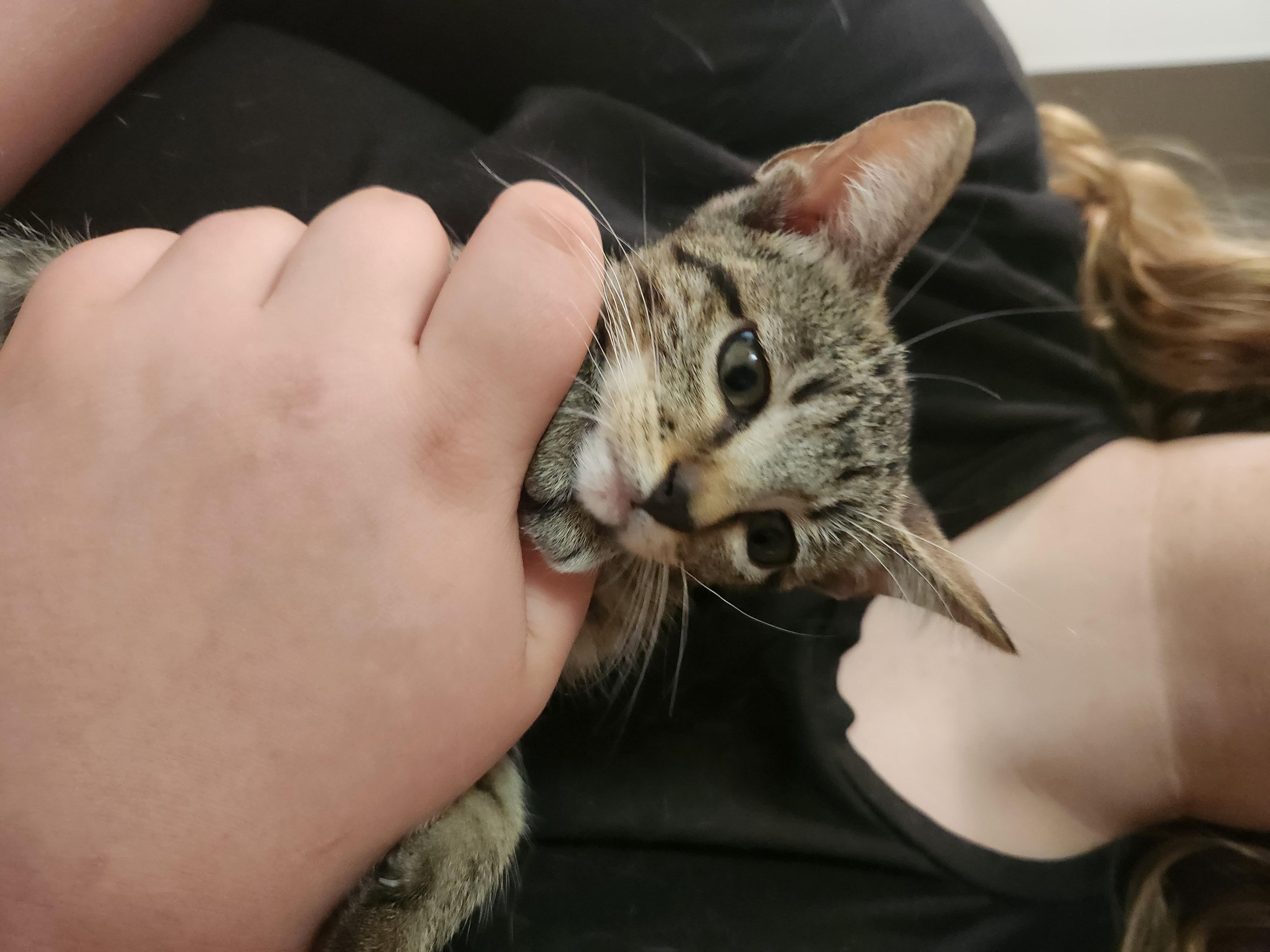 Enlarge Stempy, a Adoptable Domestic Short Hair in Mount Pleasant, TX image 1/4
