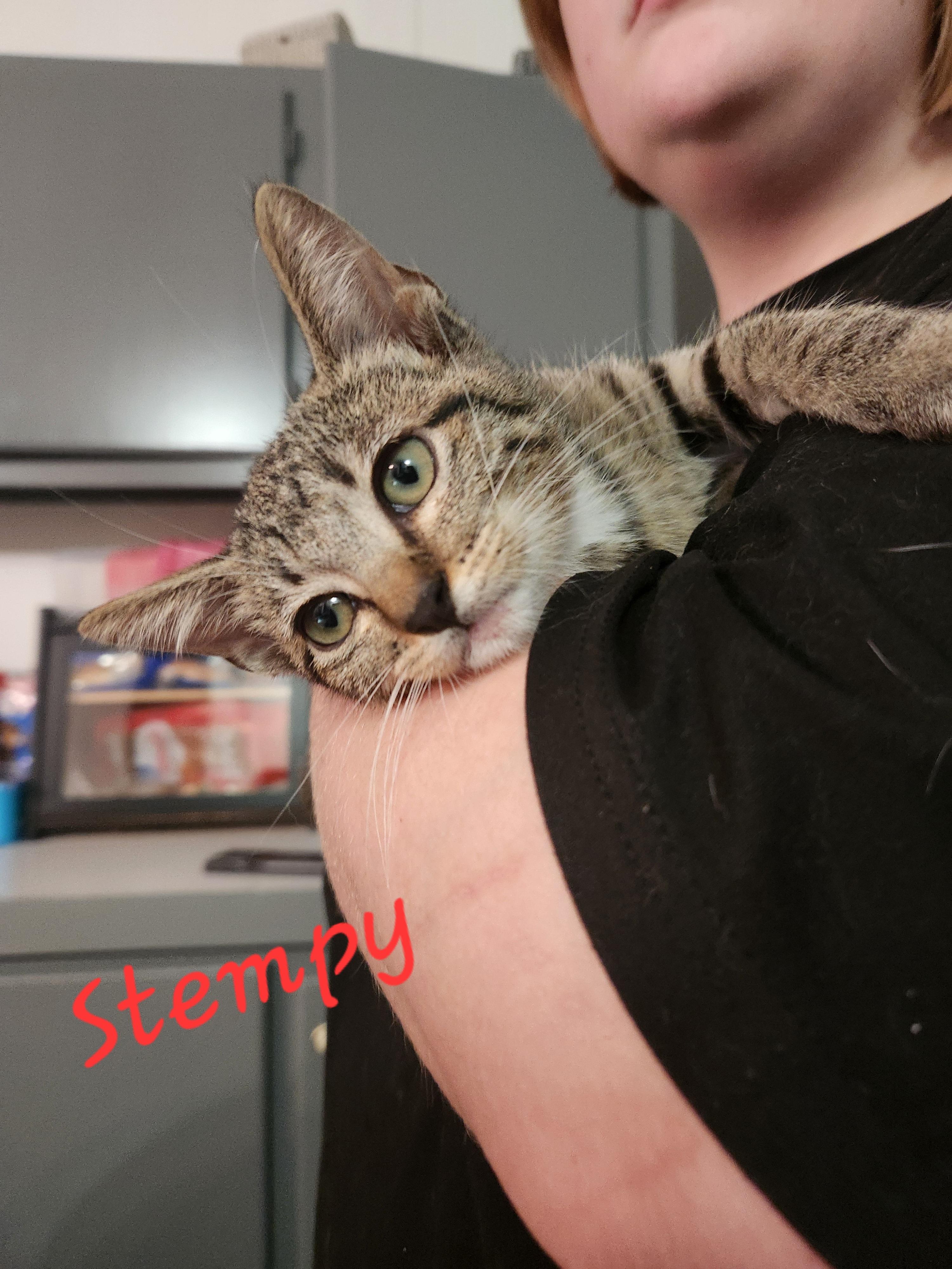 Stempy, a ADOPTABLE Domestic Short Hair in Mount Pleasant, TX image 2/4
