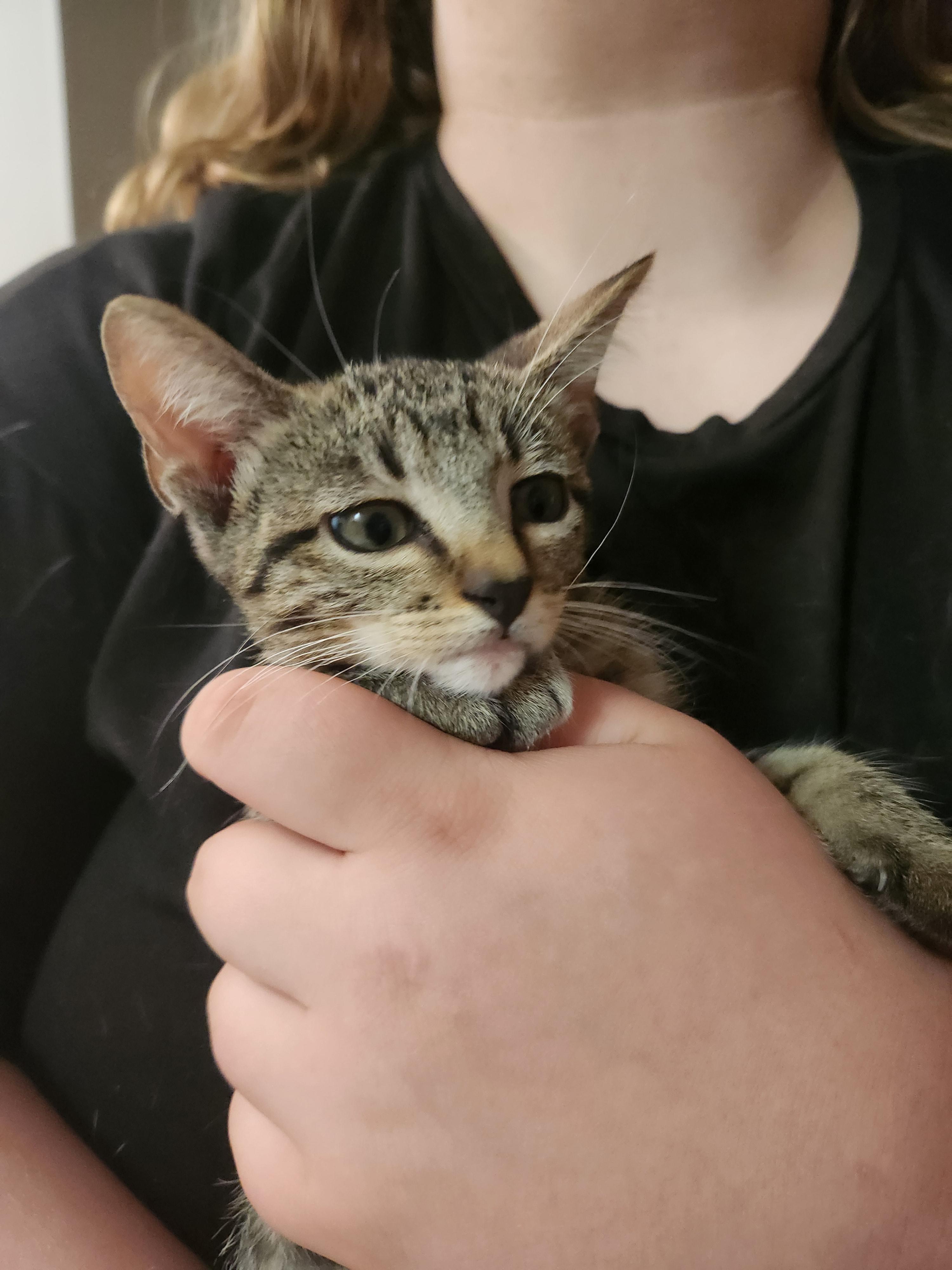 Stempy, a ADOPTABLE Domestic Short Hair in Mount Pleasant, TX image 4/4