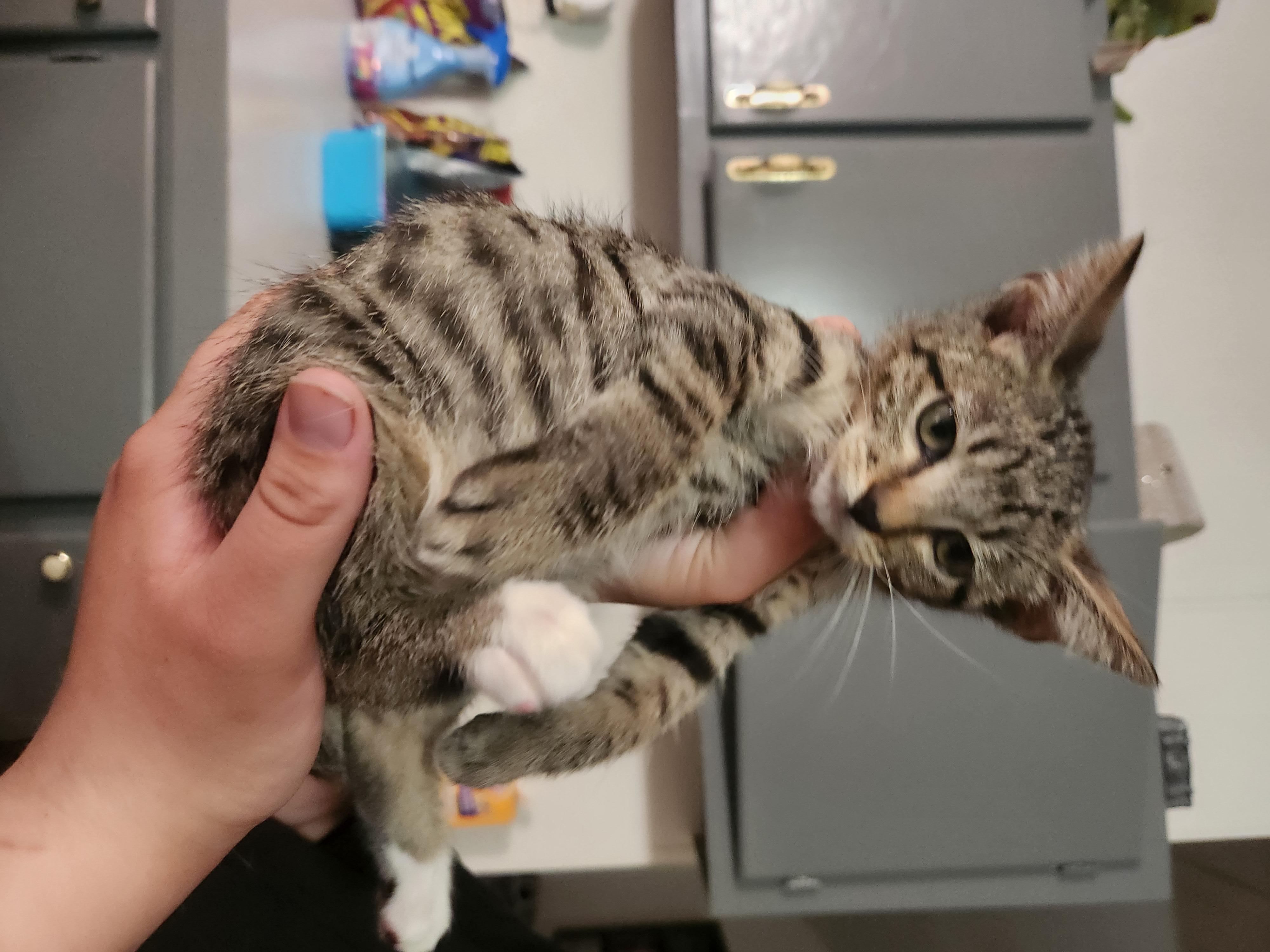 Enlarge Stempy, a Adoptable Domestic Short Hair in Mount Pleasant, TX image 2/4