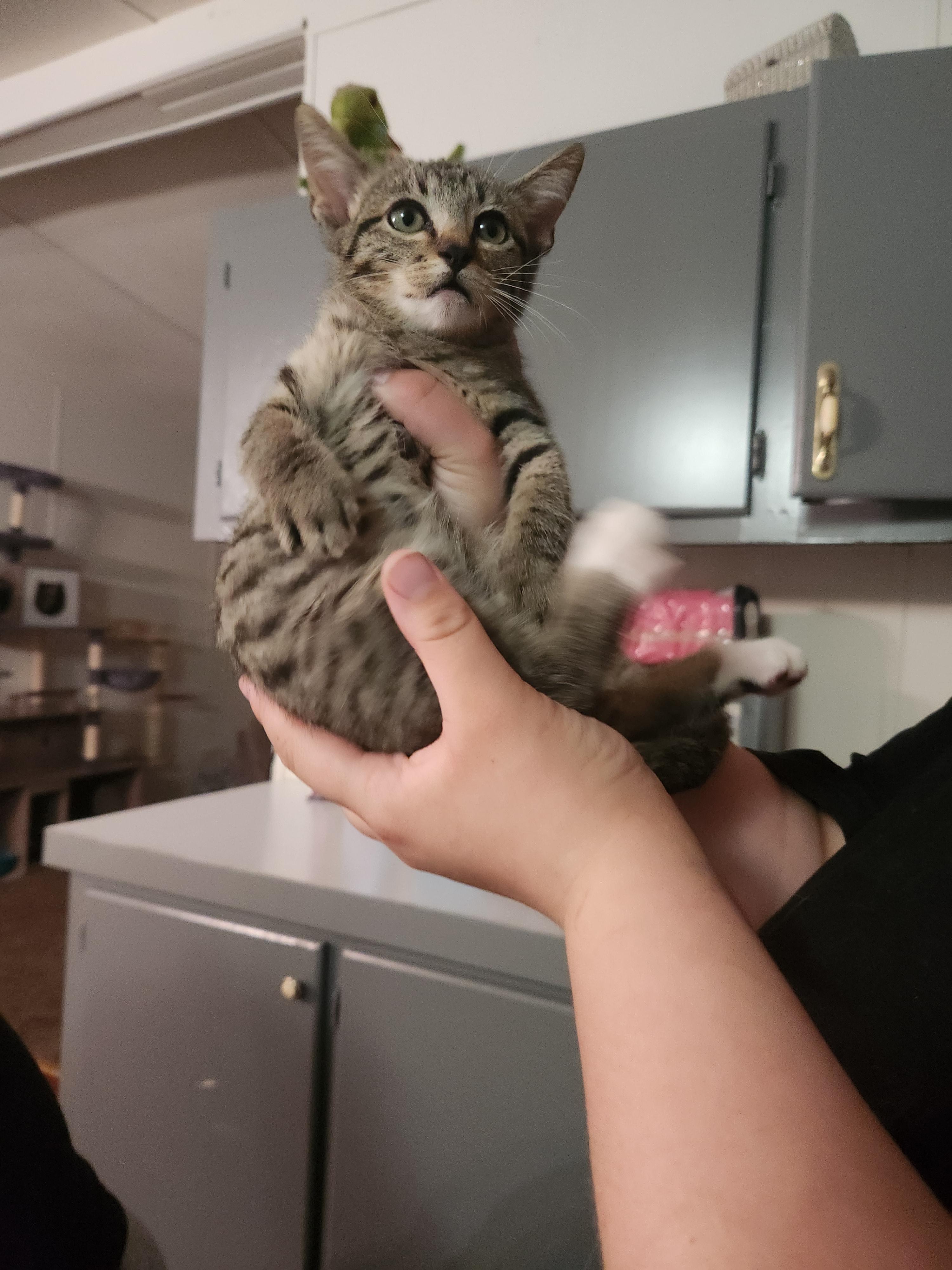 Stempy, a ADOPTABLE Domestic Short Hair in Mount Pleasant, TX image 1/4
