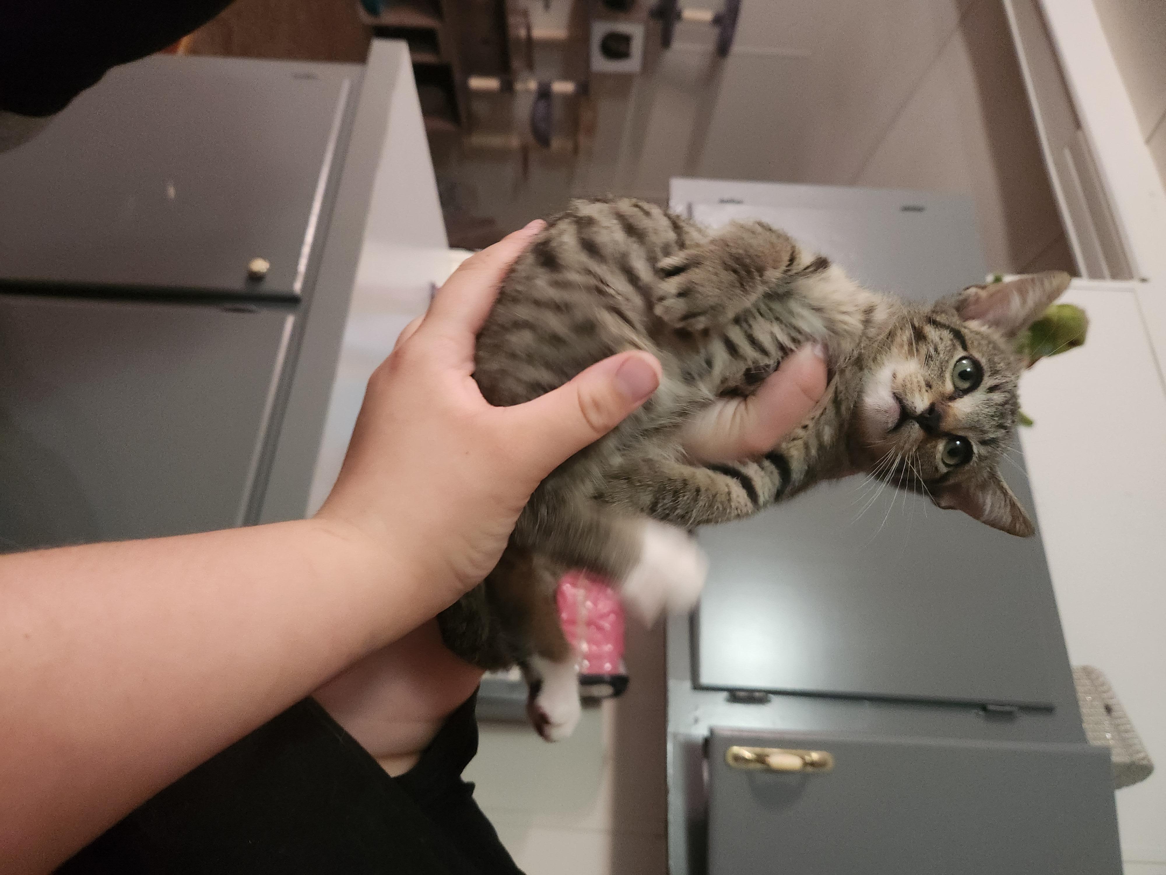 Enlarge Stempy, a Adoptable Domestic Short Hair in Mount Pleasant, TX image 3/4