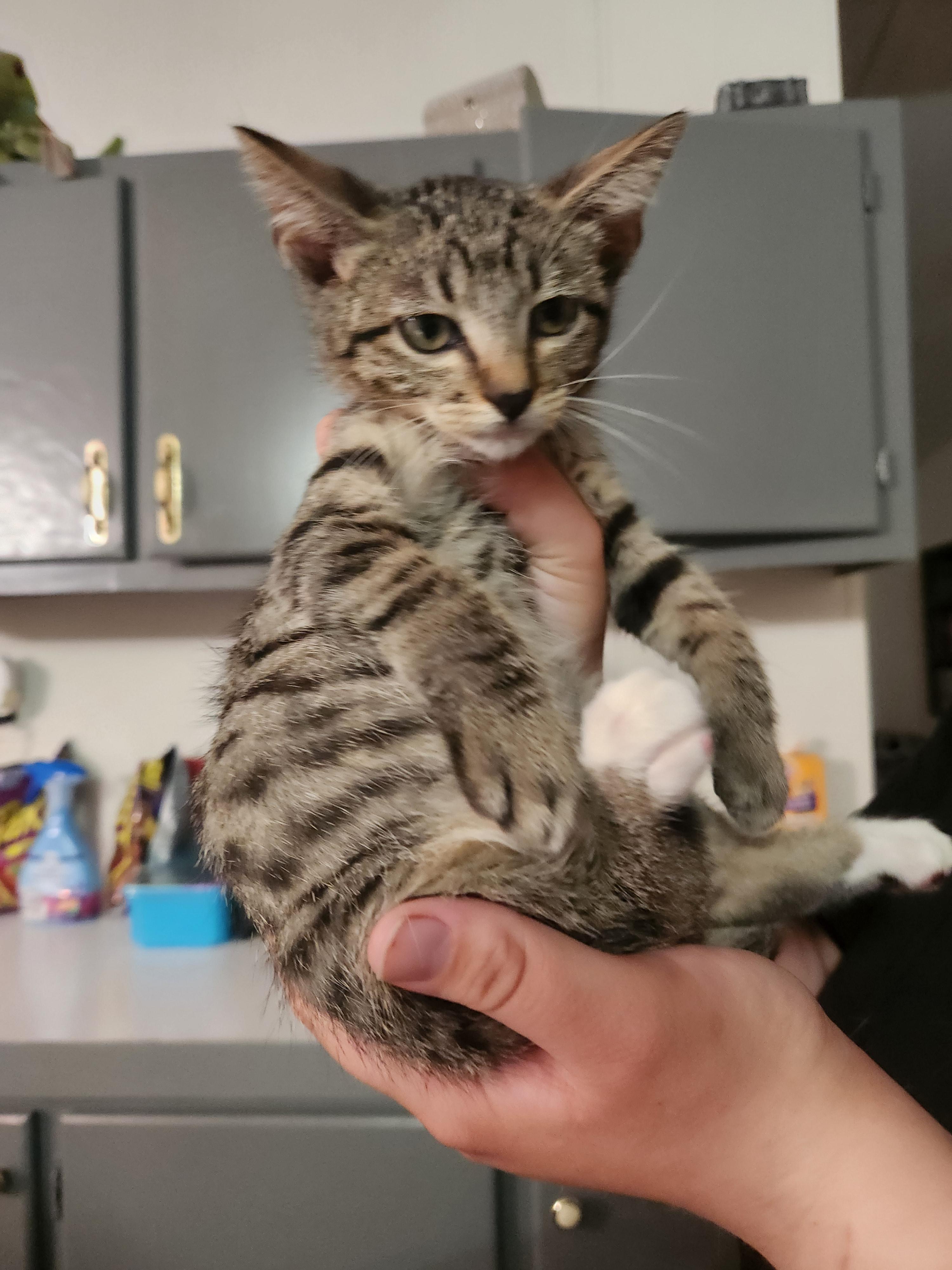Stempy, a ADOPTABLE Domestic Short Hair in Mount Pleasant, TX image 3/4