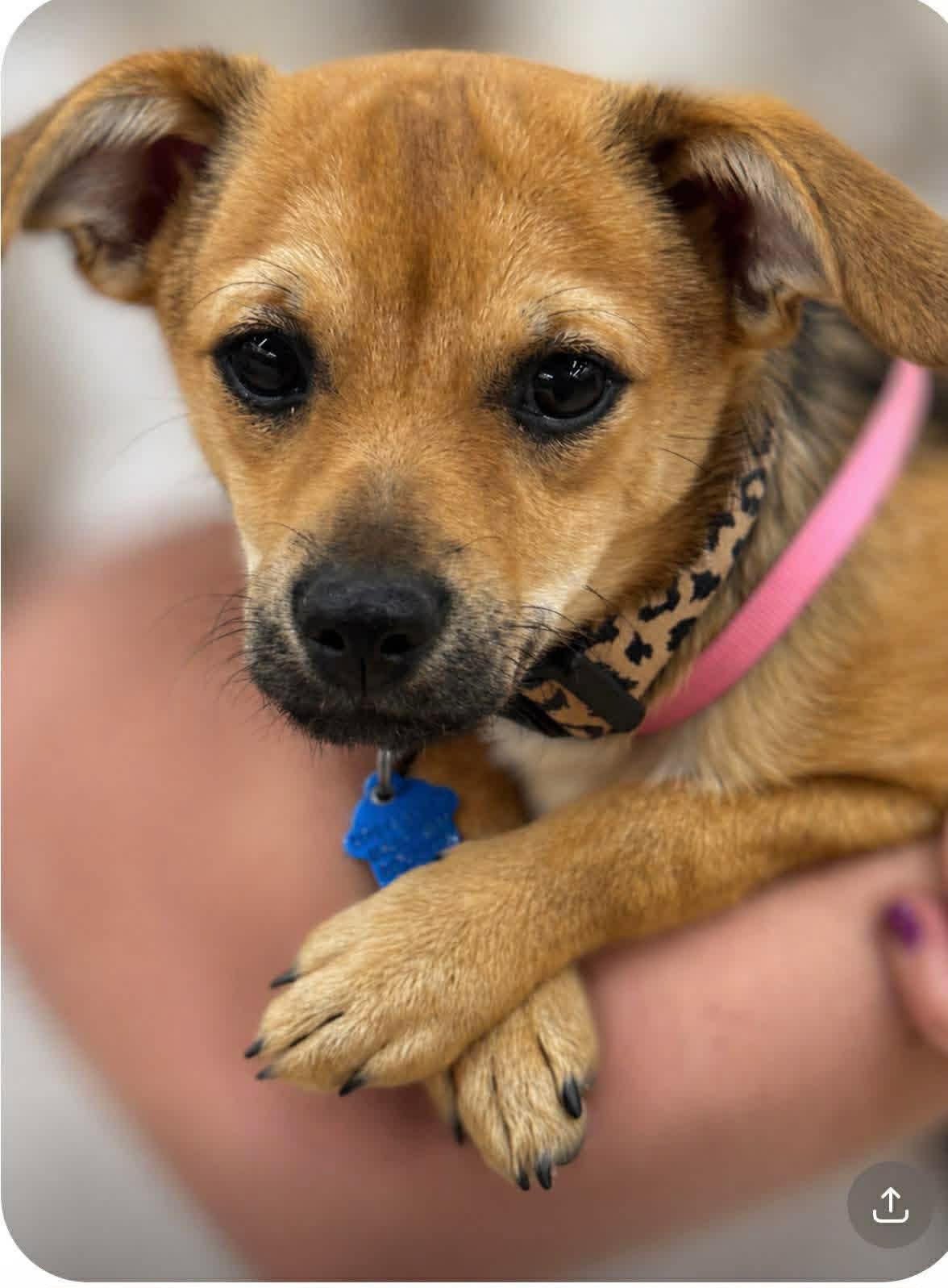 Enlarge Wanda, a ADOPTABLE mixed breed in San Tan Valley, AZ image 1/2