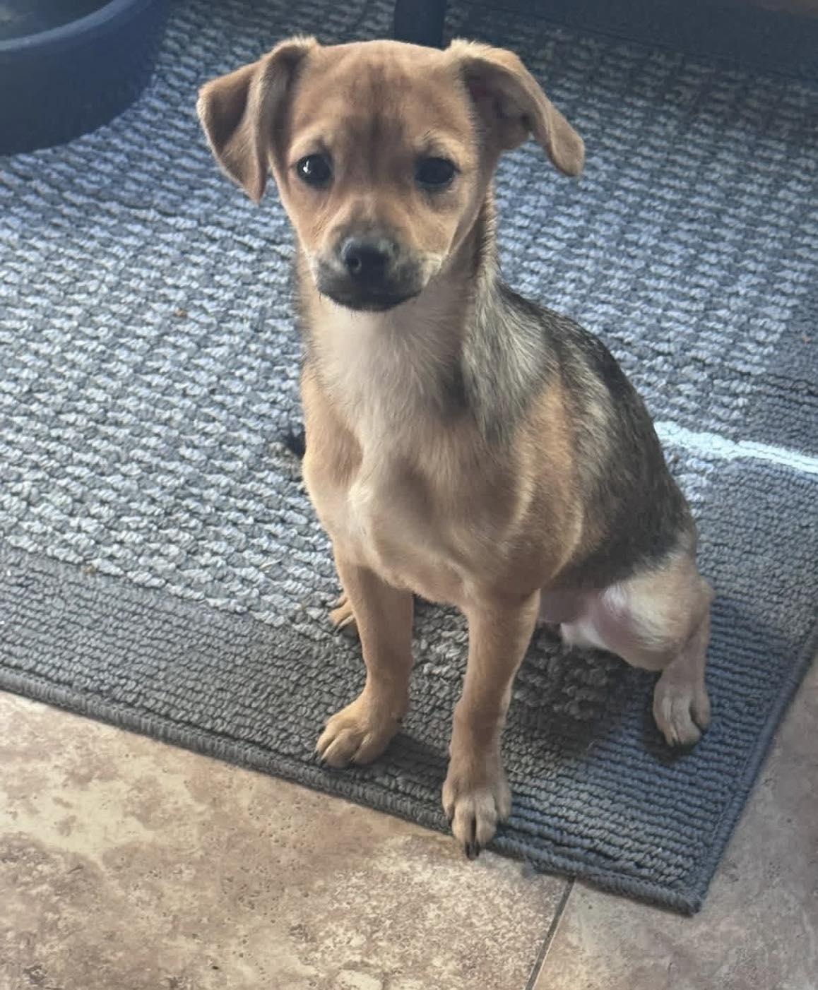 Enlarge Wanda, a ADOPTABLE mixed breed in San Tan Valley, AZ image 2/2