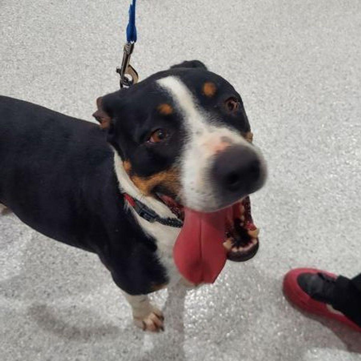 Charleen, Adoptable, Adult Female Pit Bull Terrier & Mixed Breed.