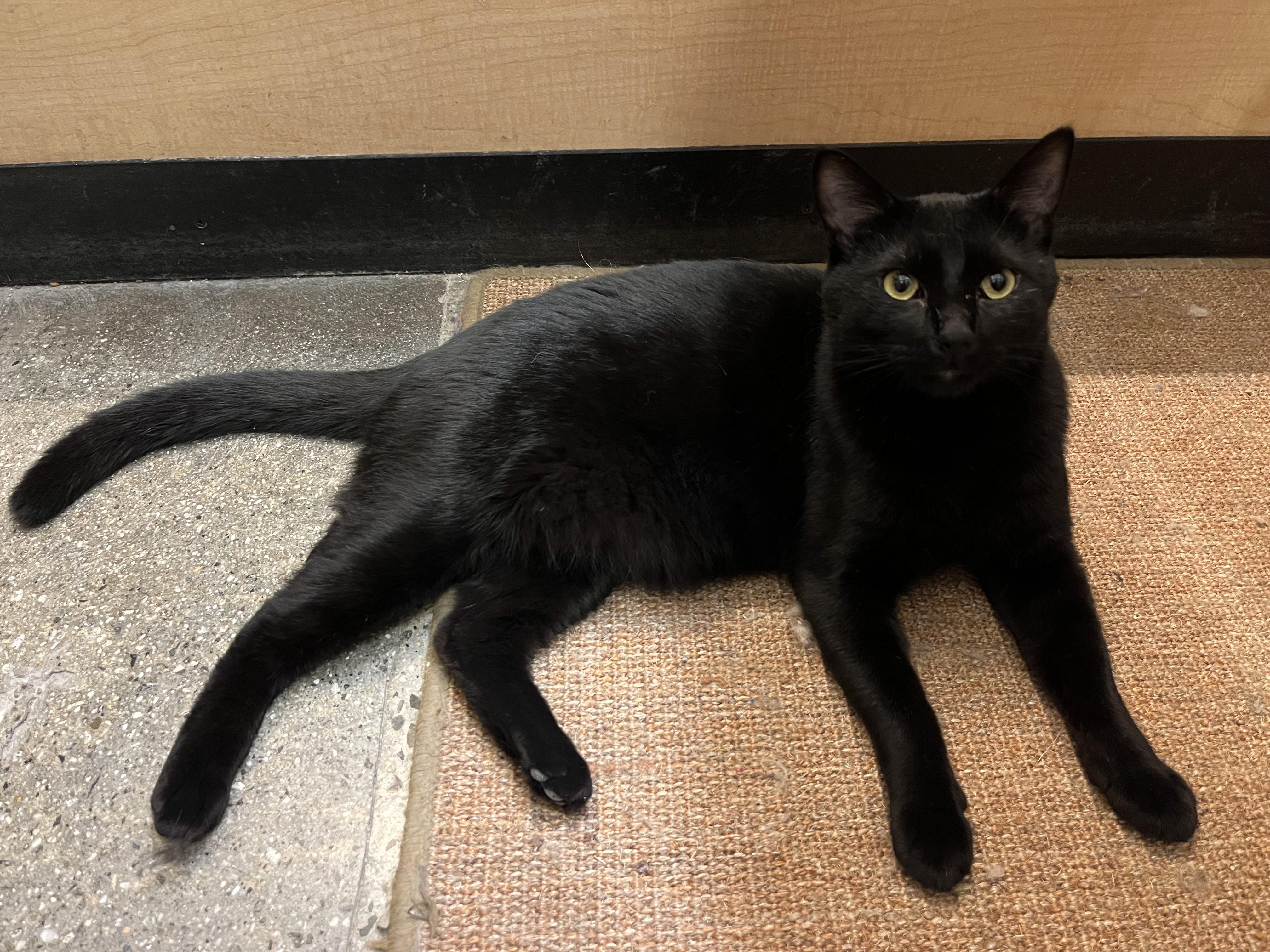 Enlarge Ray, a Adoptable Domestic Short Hair in Tustin, CA image 2/2