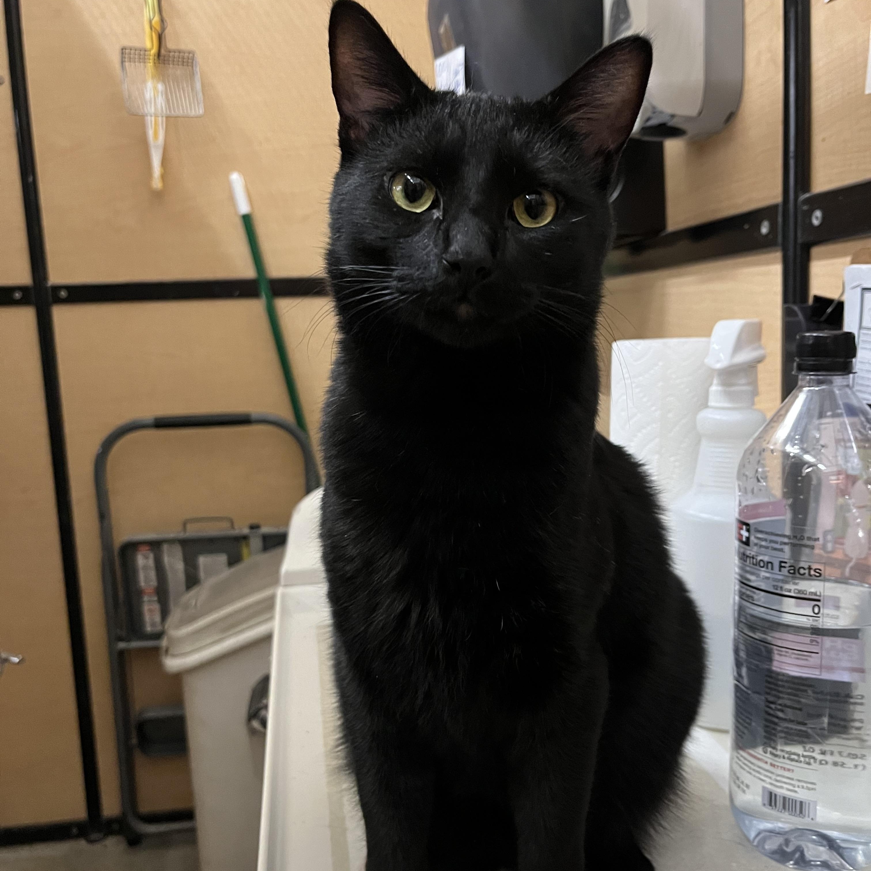 Ray, Adoptable, Adult Male Domestic Short Hair.