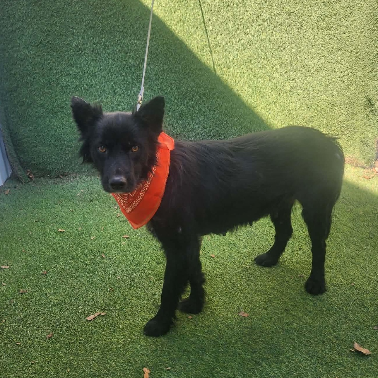 Imara — thumbnail 2