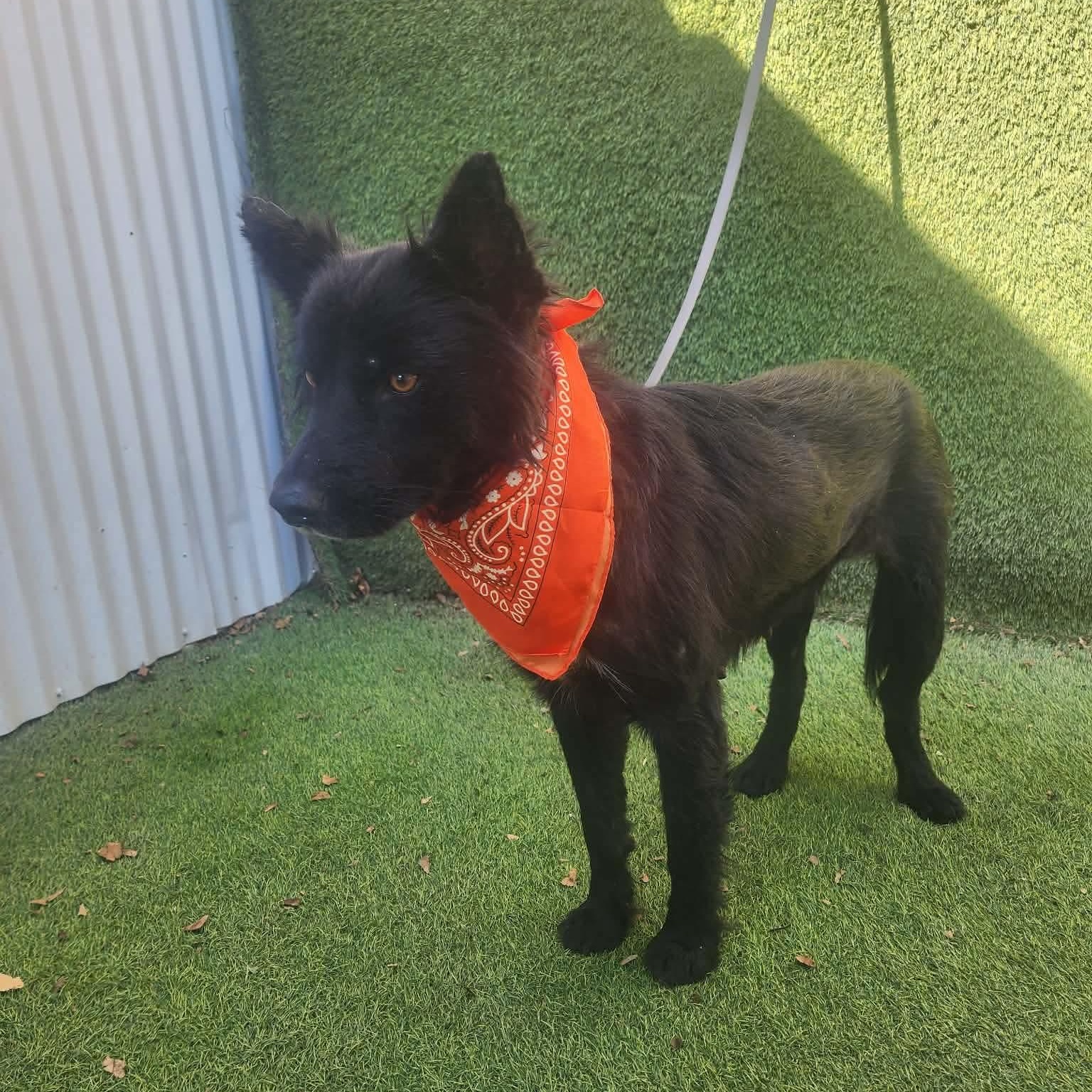 Imara — thumbnail 5