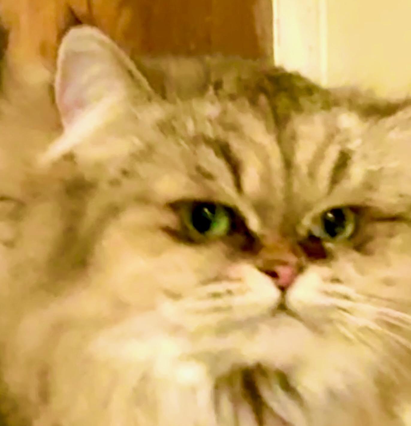 Mother Goose (Duck), ADOPTABLE, Young Female Persian.