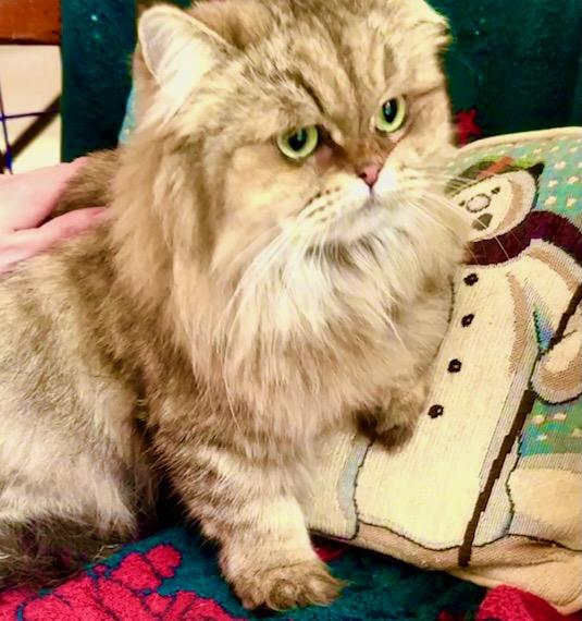 Enlarge Mother Goose (Duck), a ADOPTABLE Persian in Davis, CA image 2/3