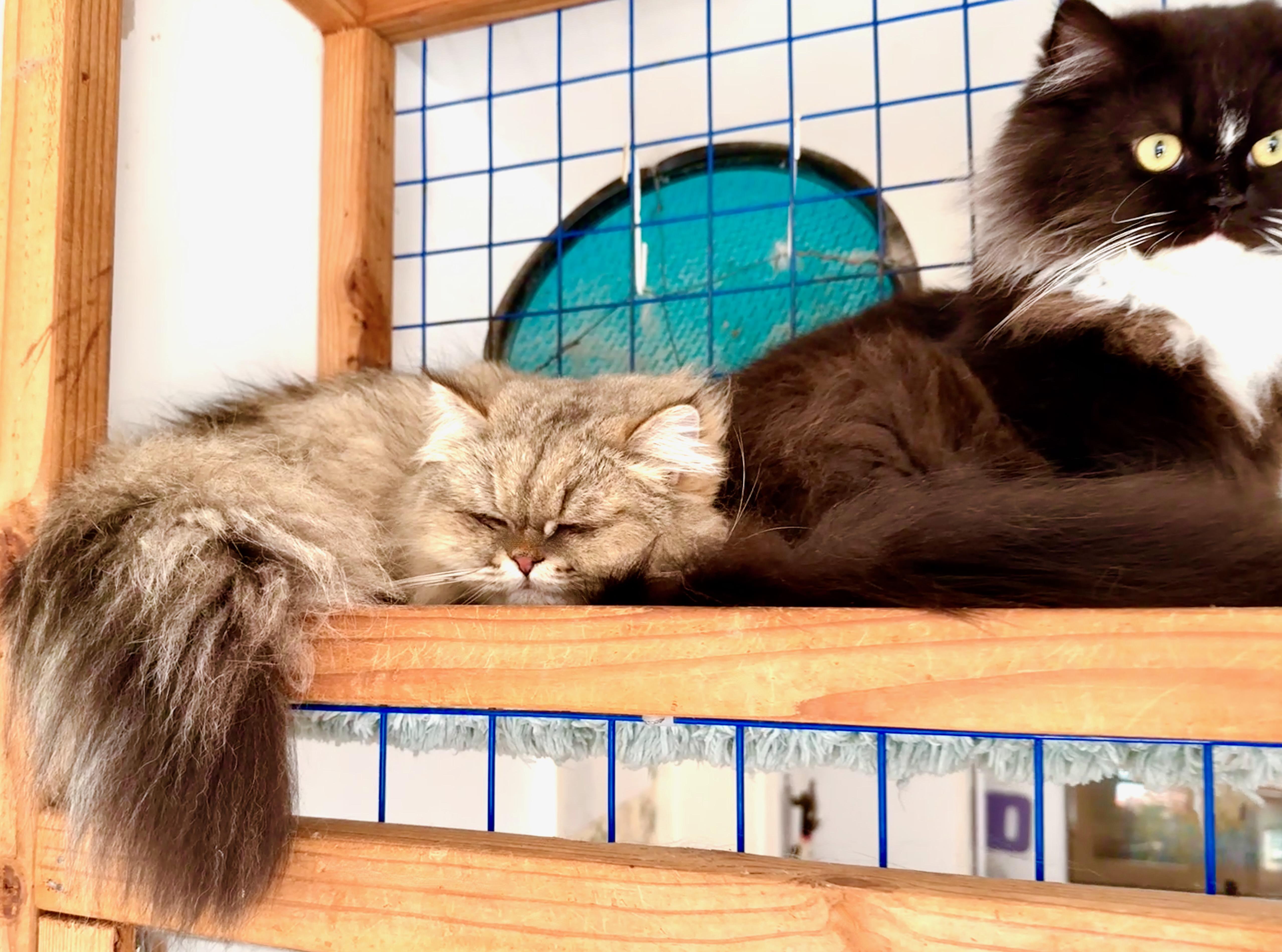 Enlarge Mother Goose (Duck), a ADOPTABLE Persian in Davis, CA image 3/3