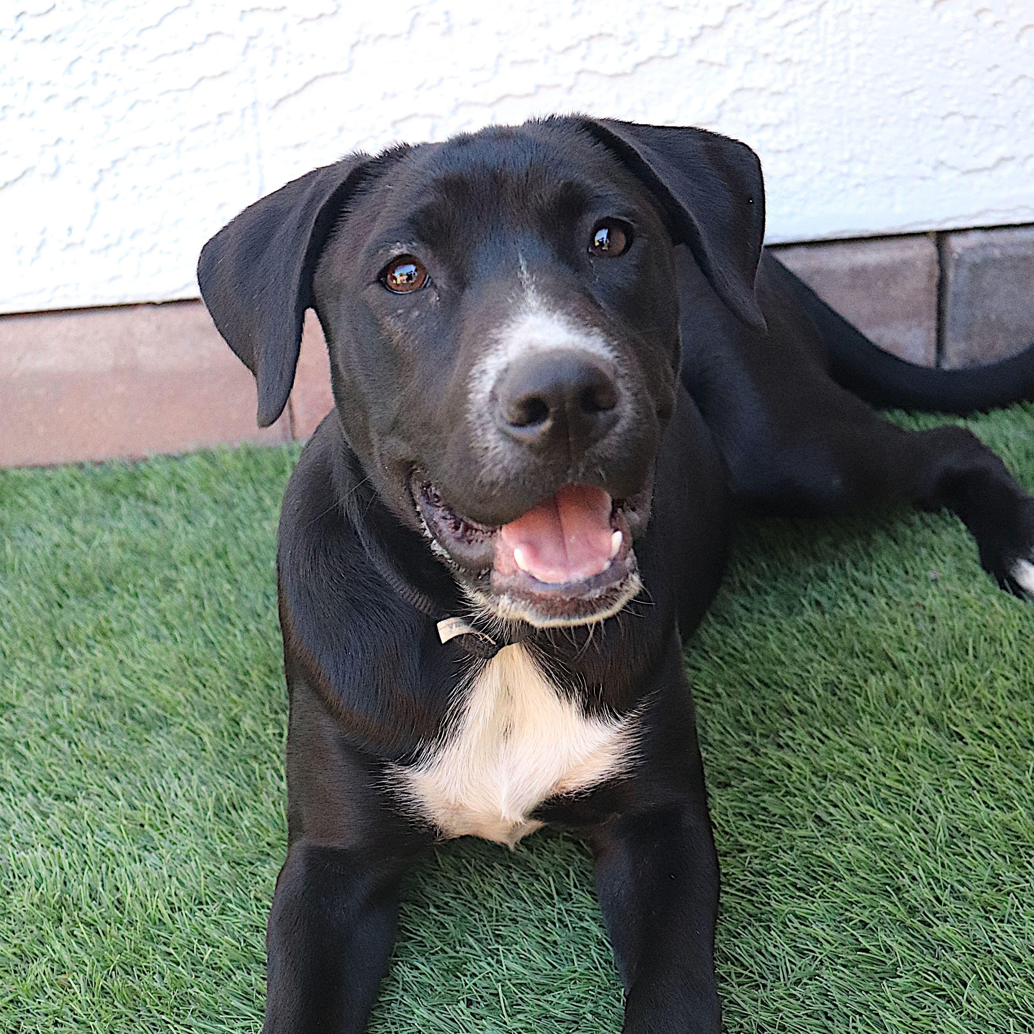Rolex, Adoptable, Puppy Male Black Labrador Retriever & Cattle Dog.