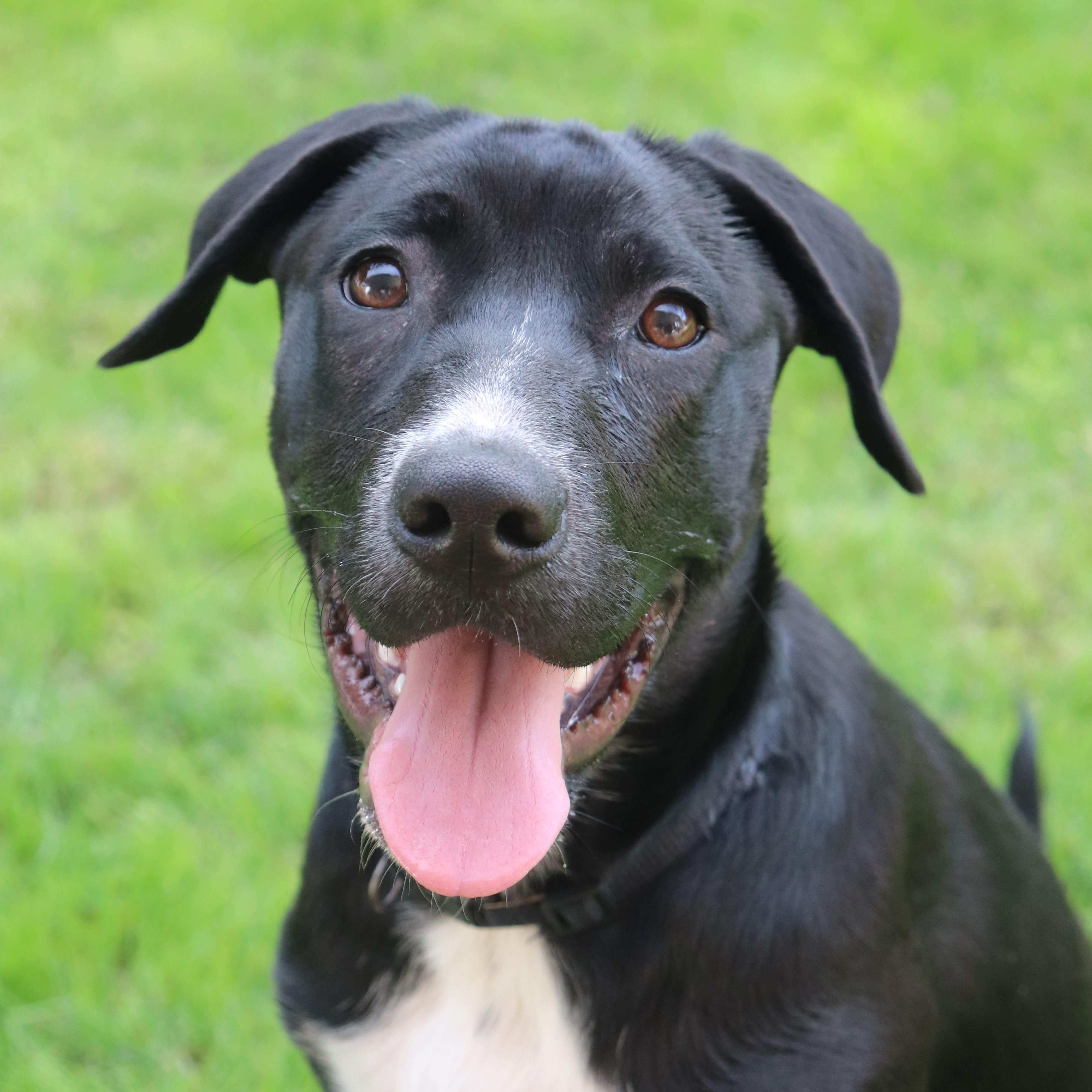 Rolex, a Adoptable mixed breed in Phoenix, AZ image 2/6
