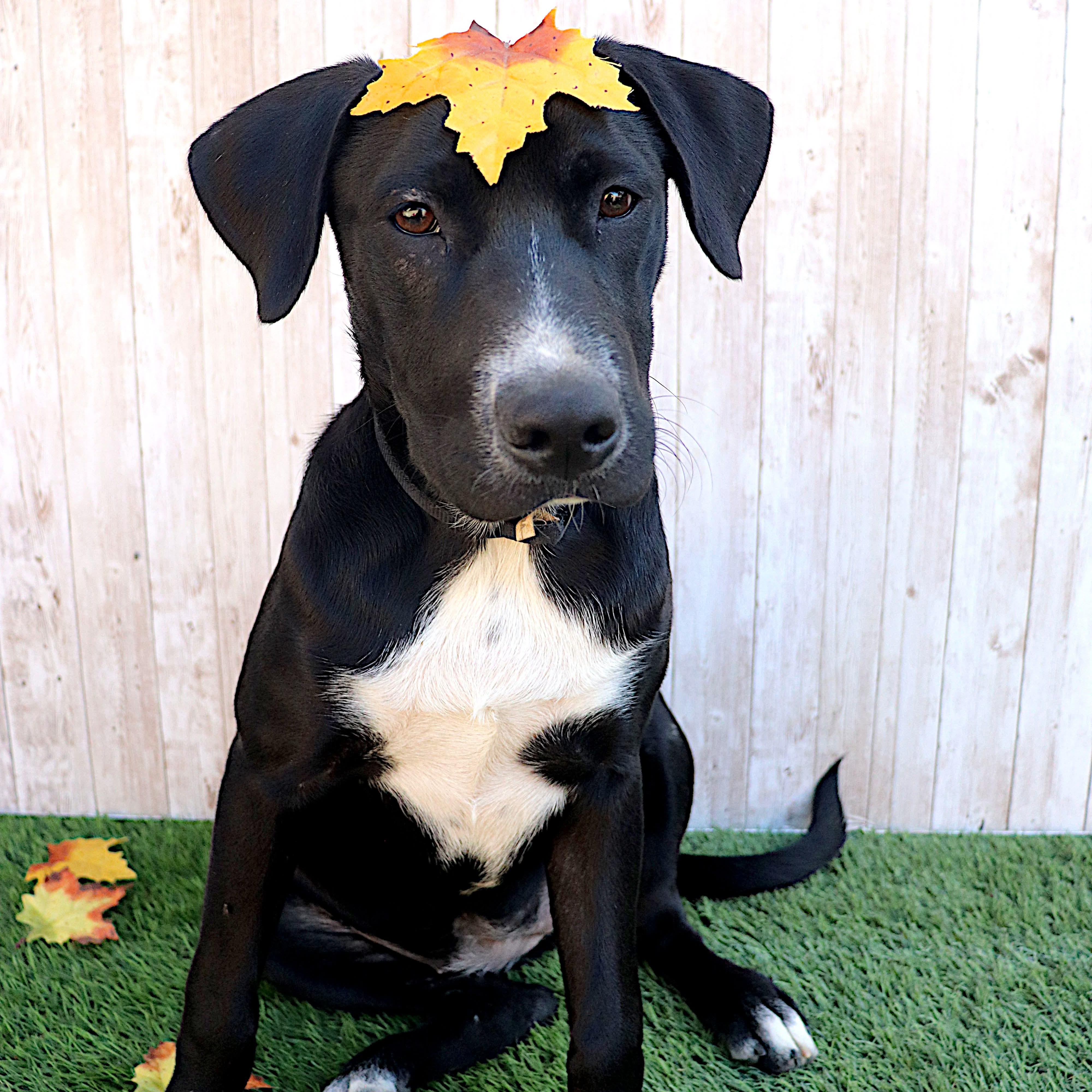 Rolex, a Adoptable mixed breed in Phoenix, AZ image 4/6