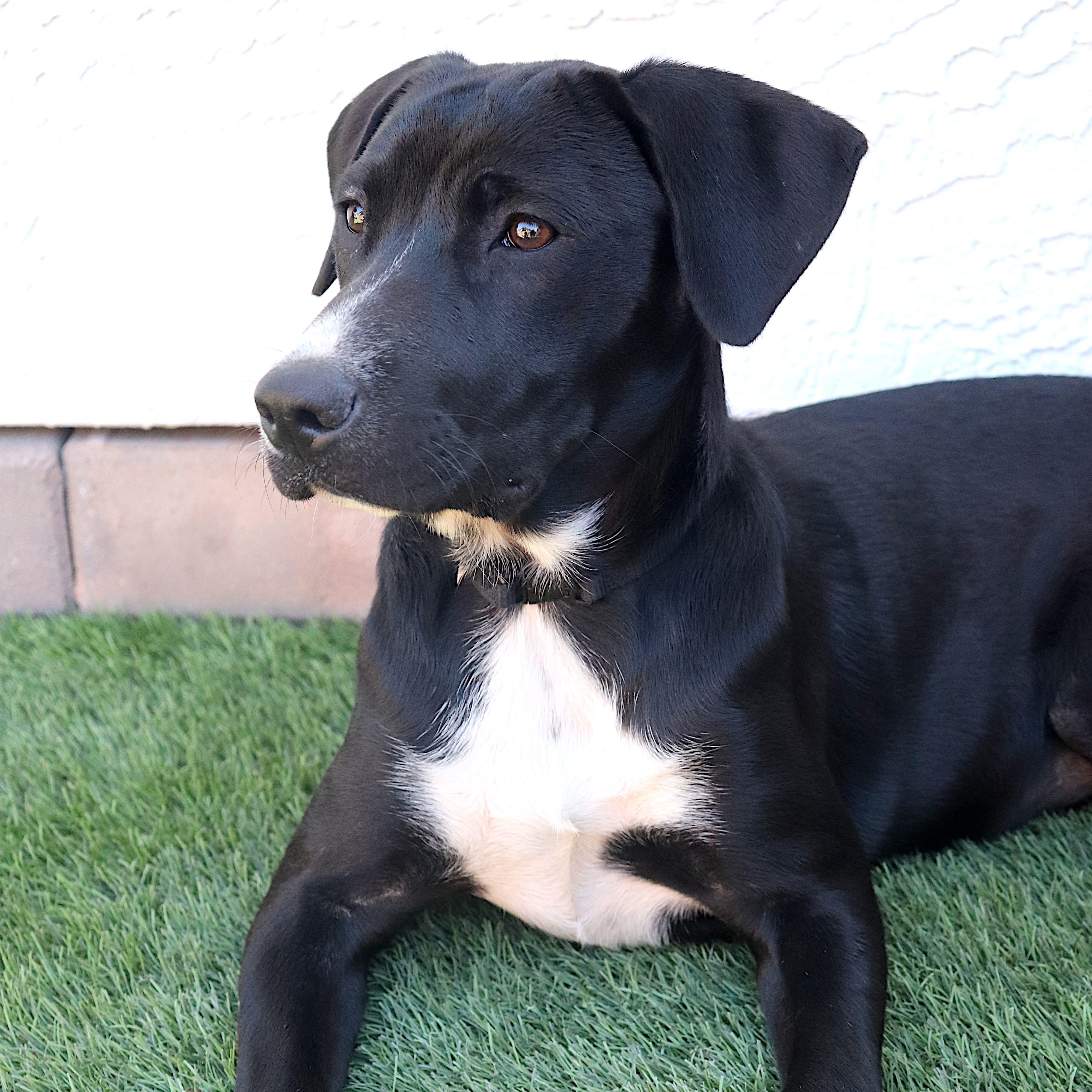 Rolex, a Adoptable mixed breed in Phoenix, AZ image 5/6
