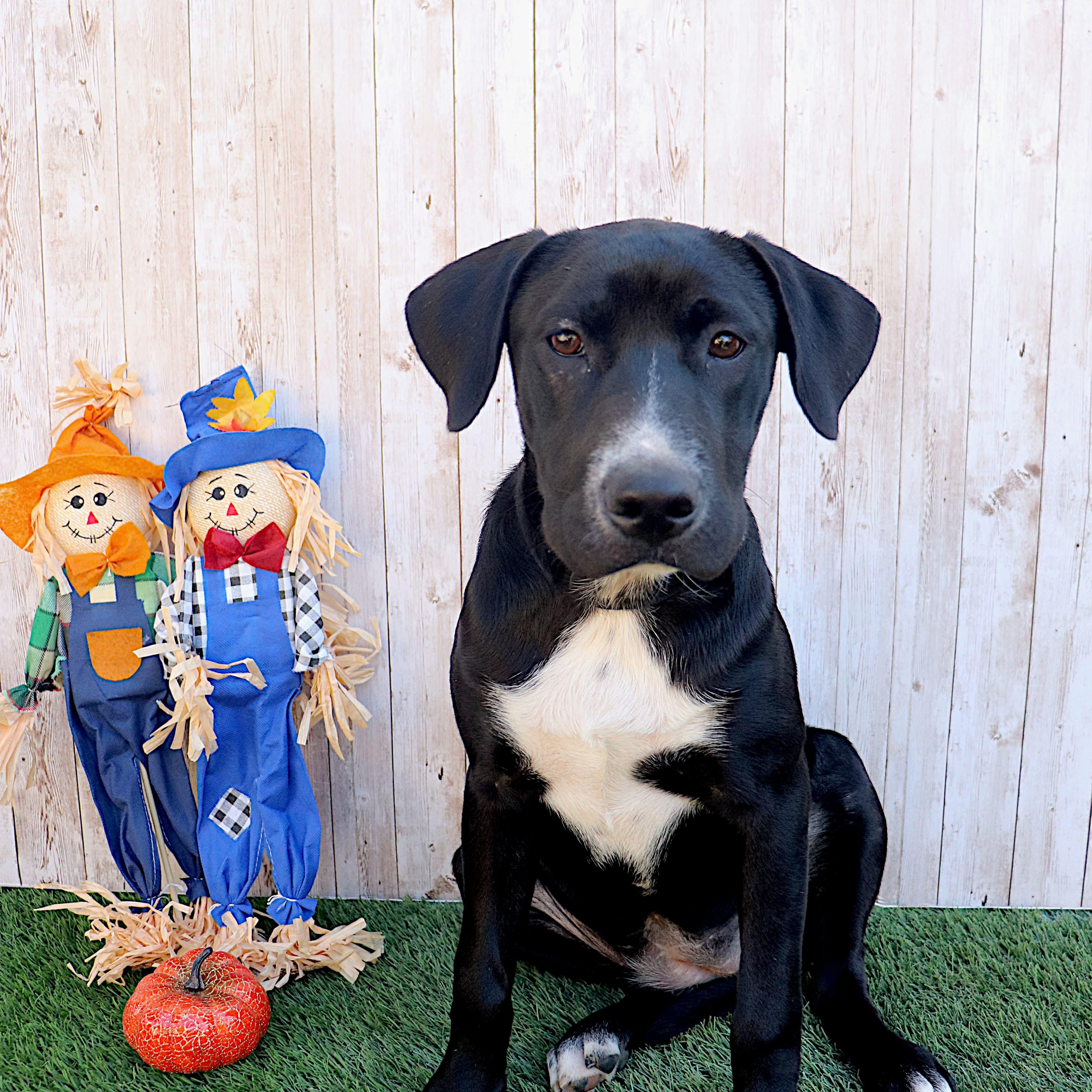 Rolex, a Adoptable mixed breed in Phoenix, AZ image 6/6