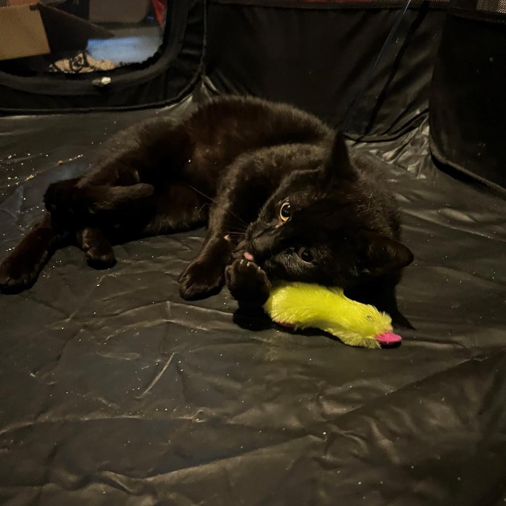 Inkie, Adoptable, Adult Male Domestic Short Hair.