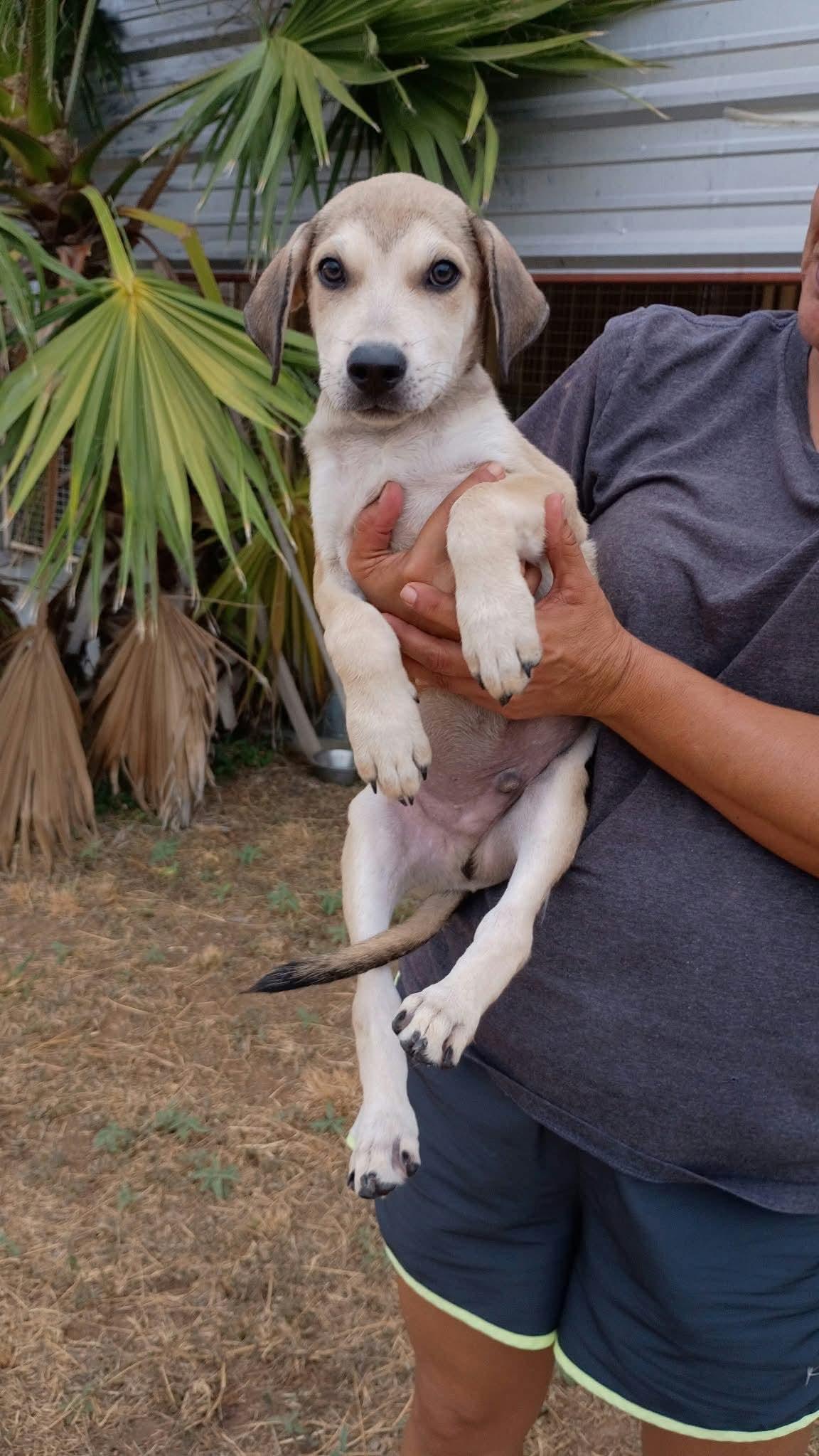 Enlarge Hootie, a Adoptable mixed breed in Paramus, NJ image 3/4