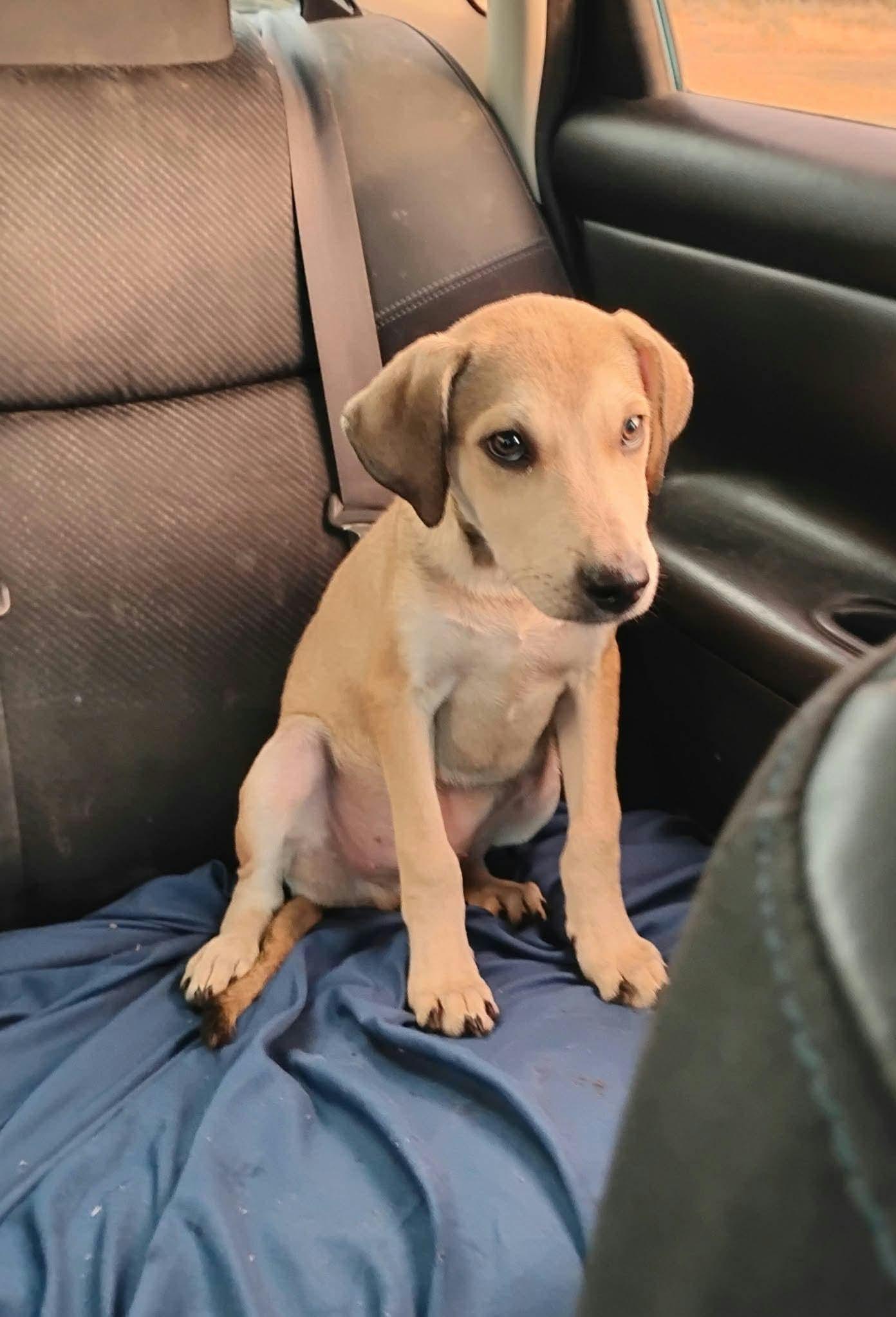 Enlarge Hootie, a Adoptable mixed breed in Paramus, NJ image 2/4