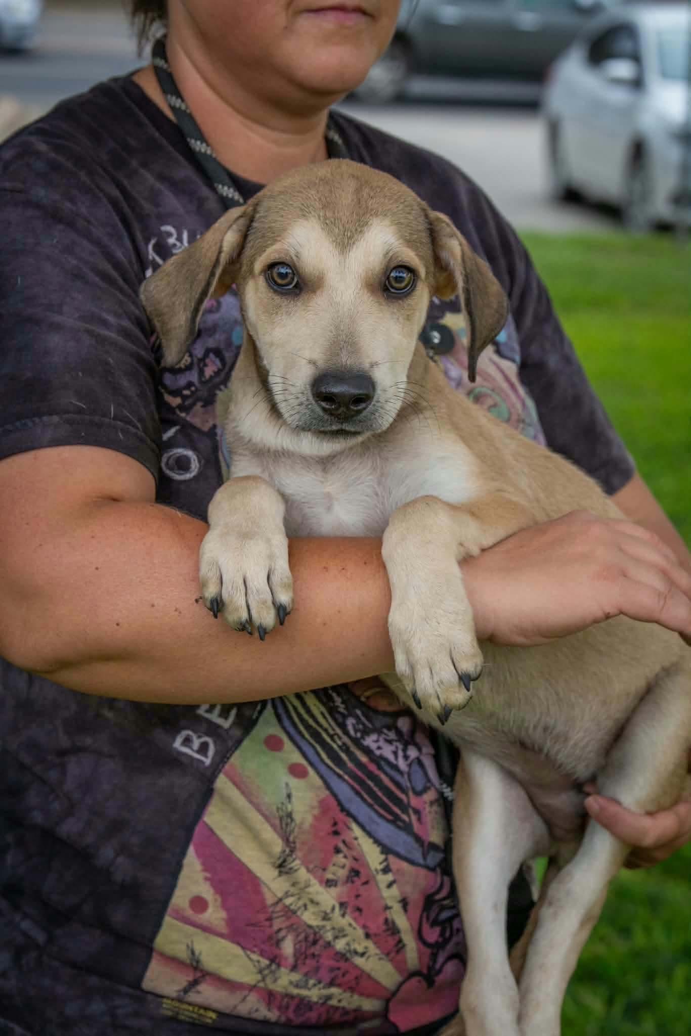 Enlarge Hootie, a Adoptable mixed breed in Paramus, NJ image 1/4