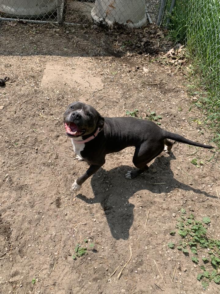 Bonnie, Young Female American Bulldog