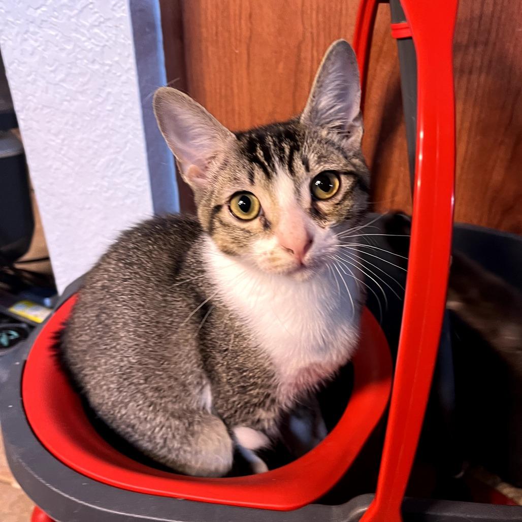 Wesley, Adoptable, Young Male Domestic Short Hair.