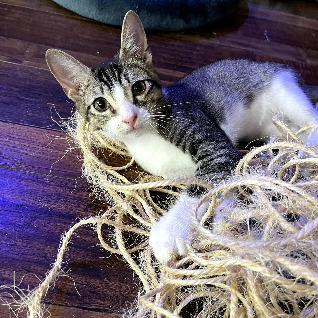 Wesley, a Adoptable Domestic Short Hair in Fort Worth, TX image 2/4