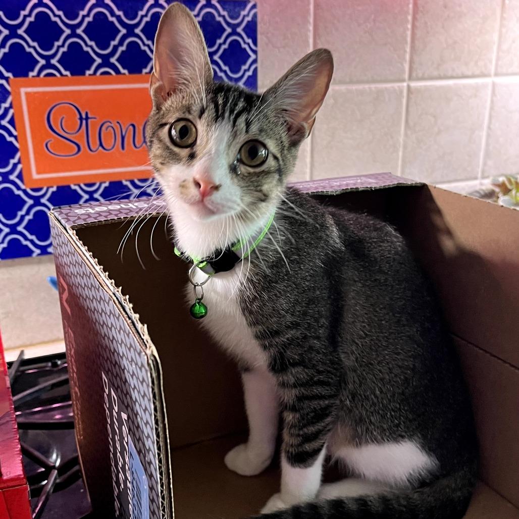 Wesley, a Adoptable Domestic Short Hair in Fort Worth, TX image 3/4