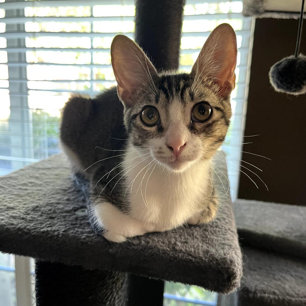 Wesley, a Adoptable Domestic Short Hair in Fort Worth, TX image 4/4