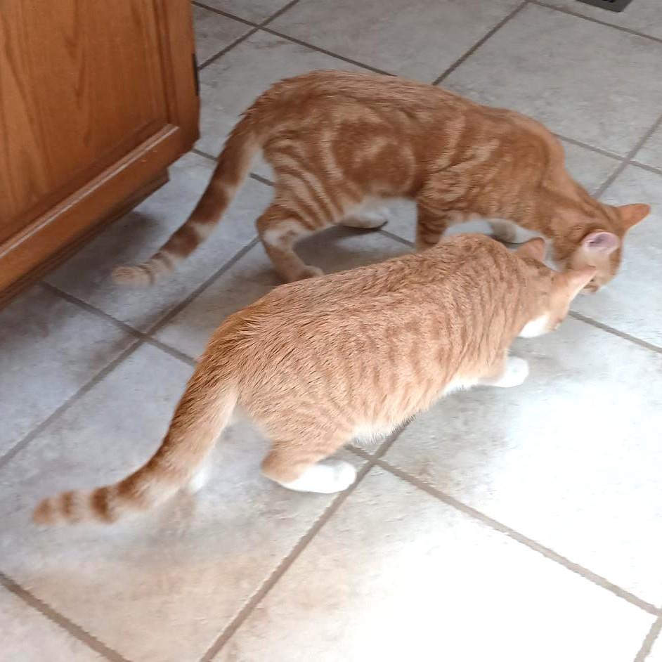 Enlarge Antonio & Banderas- PAIR, an adoption pending mixed breed in Manheim, PA image 4/6