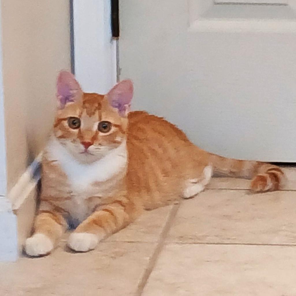 Enlarge Antonio & Banderas- PAIR, an adoption pending mixed breed in Manheim, PA image 6/6