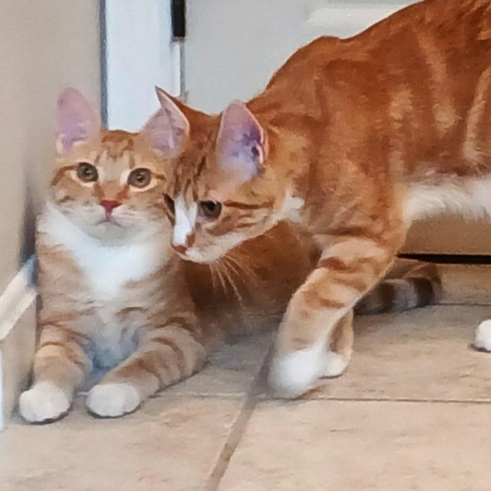 Antonio & Banderas- PAIR, Adoptable, Kitten Male Tabby & Domestic Short Hair.