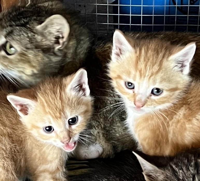 Enlarge Antonio & Banderas- PAIR, an adoption pending mixed breed in Manheim, PA image 2/6