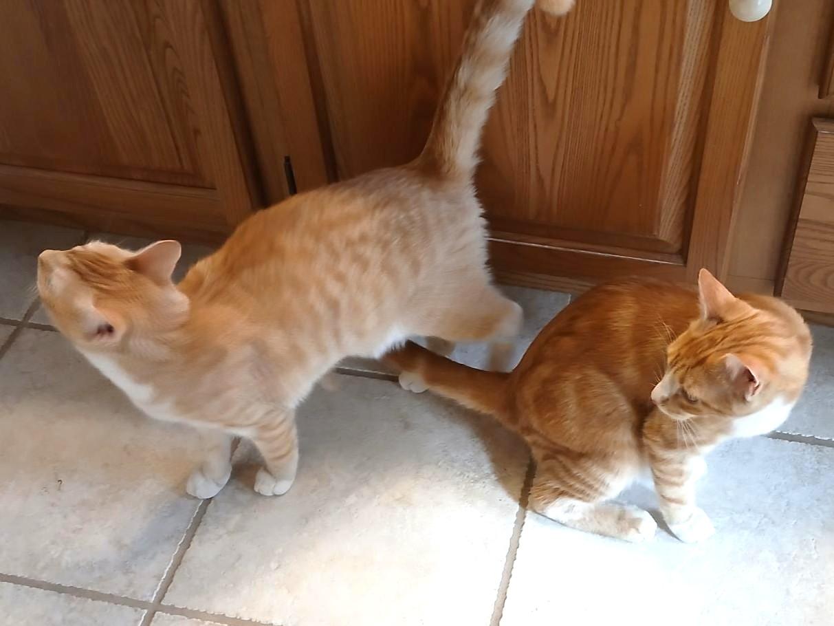 Enlarge Antonio & Banderas- PAIR, an adoption pending mixed breed in Manheim, PA image 3/6