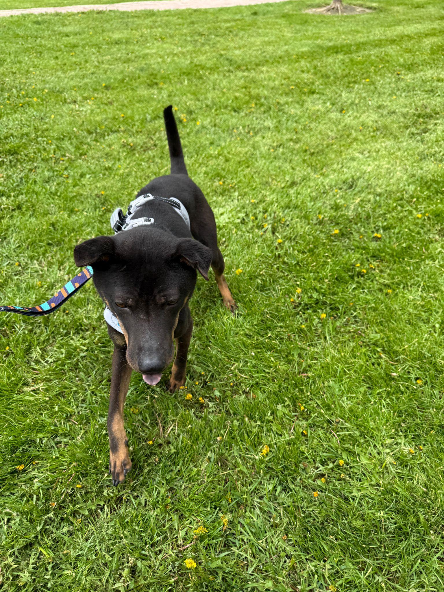 Luca, an adopted Mixed Breed in Markham, ON image 2/5
