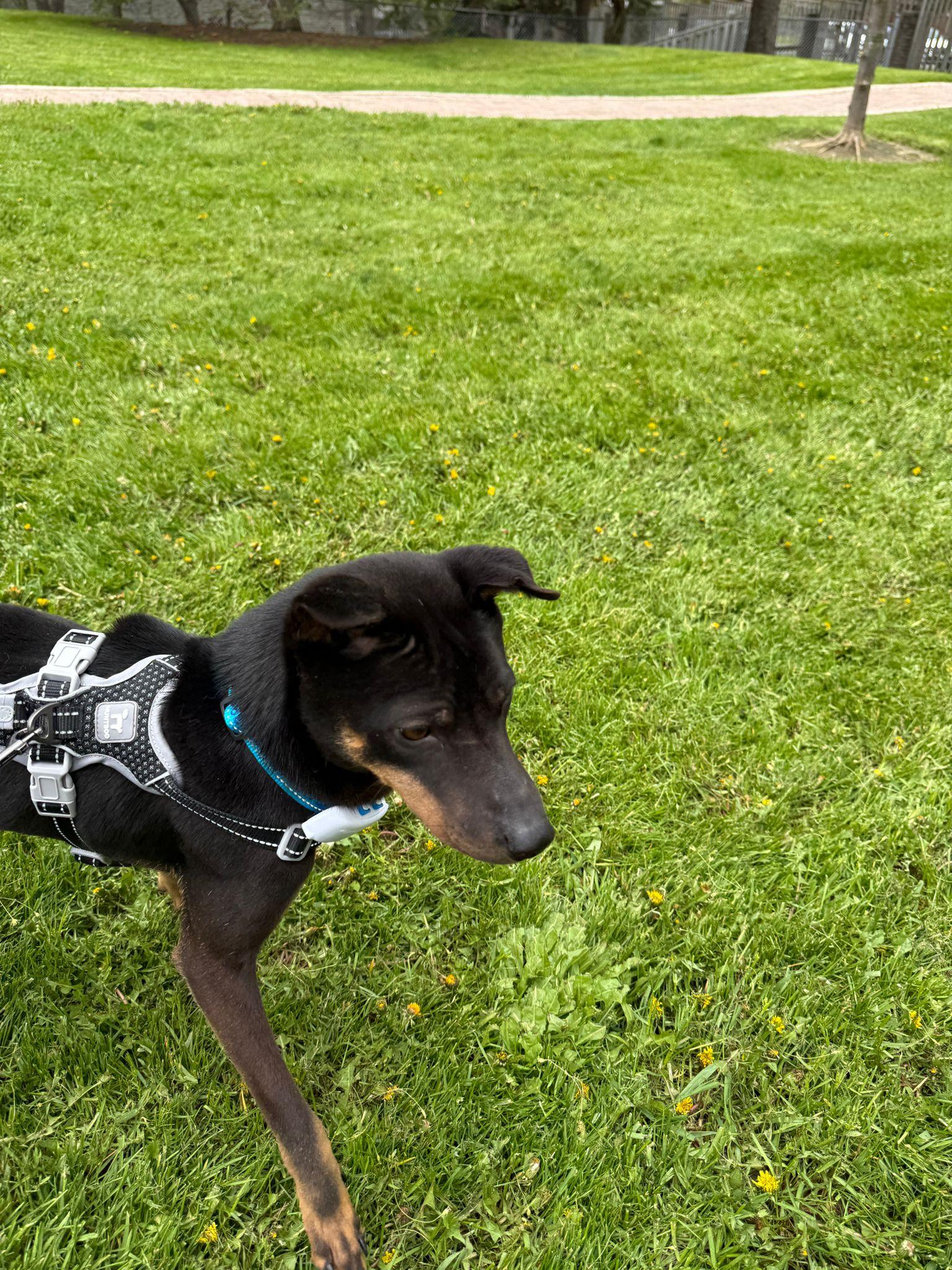Luca, an adopted Mixed Breed in Markham, ON image 5/5